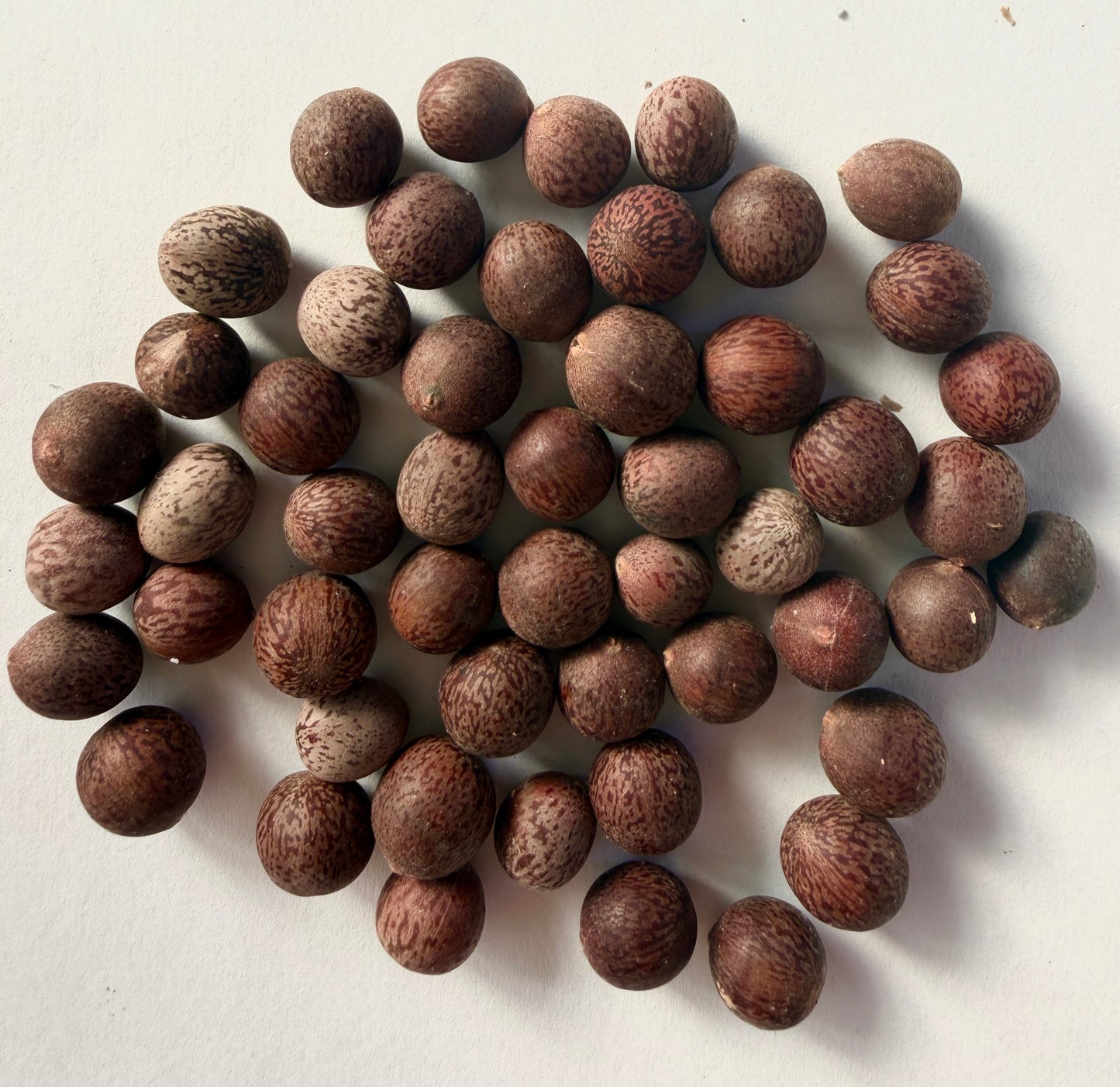 Laurus nobilis (Bay Laurel) - 1,000 Seeds - Bulk