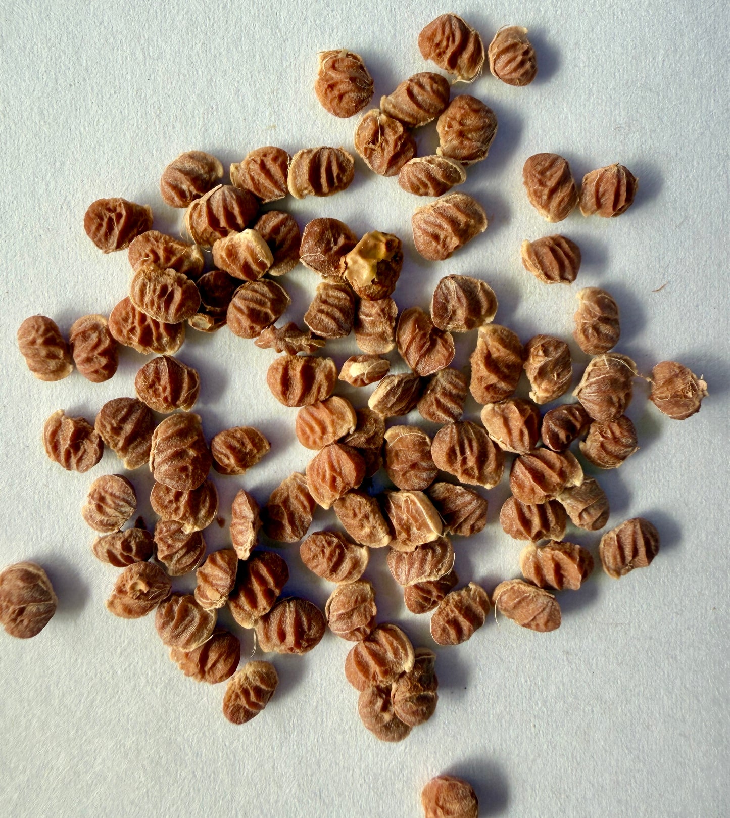 Rhus lancea (African Sumac) - 1,000 Seeds -  Bulk