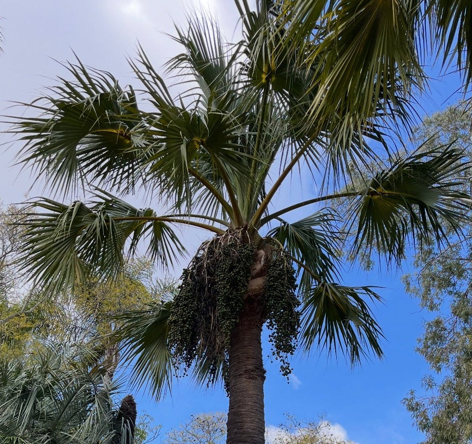 Brahea edulis (Guadalupe Palm) - 1,000 Seeds -  Bulk
