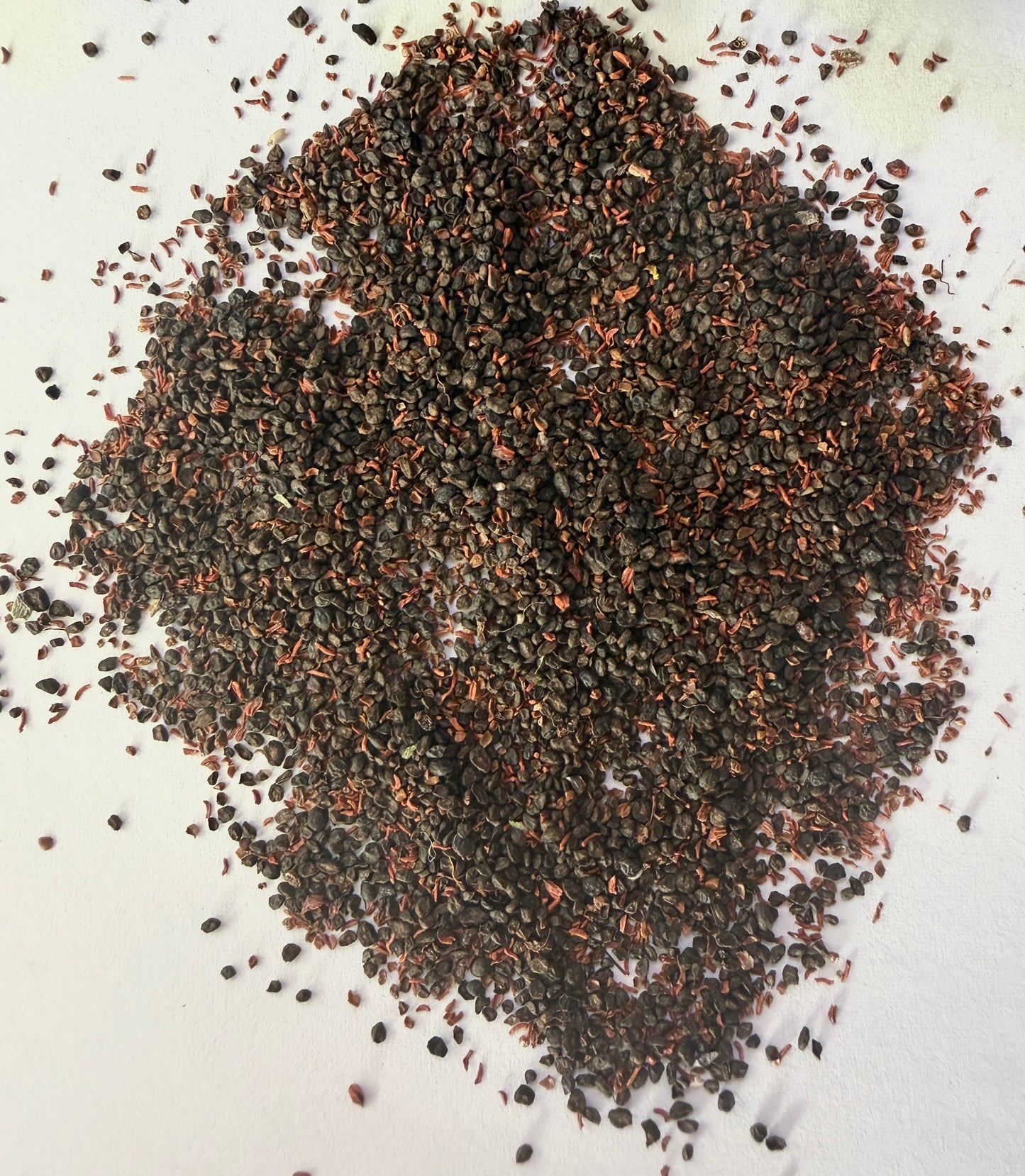 Eucalyptus pulverulenta (True Blue, Silver Mountain Gum) - 1,000 Seeds -  Bulk