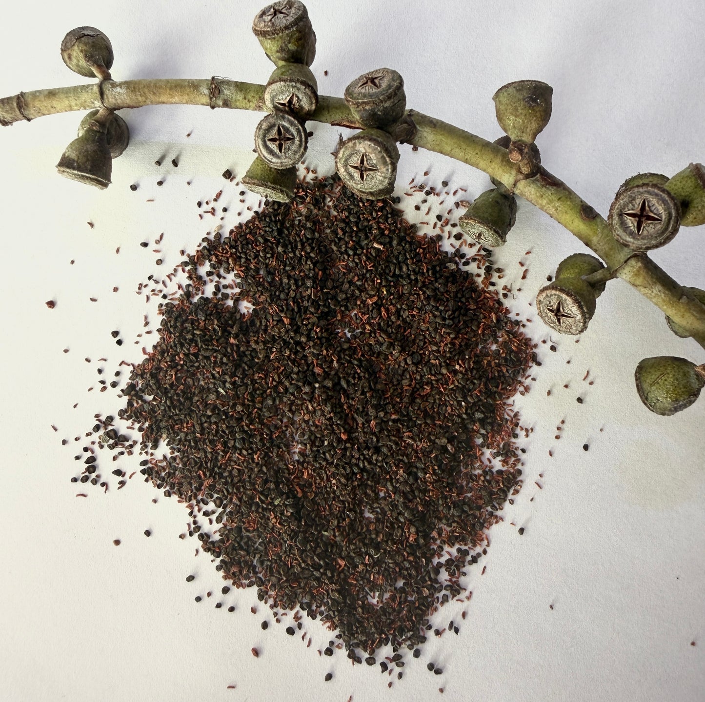 Eucalyptus pulverulenta (True Blue, Silver Mountain Gum) - 1,000 Seeds -  Bulk