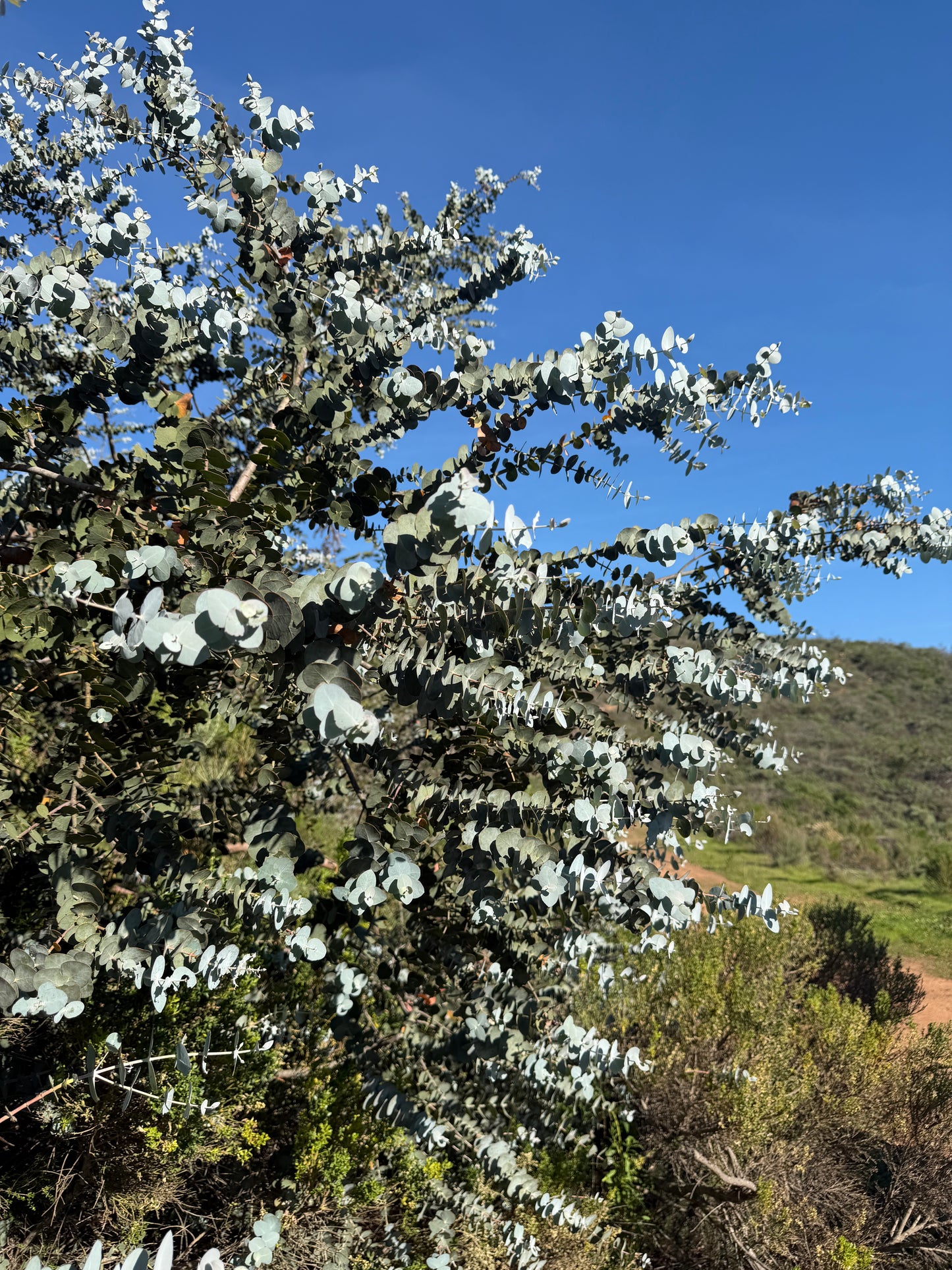 Eucalyptus pulverulenta (True Blue, Silver Mountain Gum) - 1,000 Seeds -  Bulk