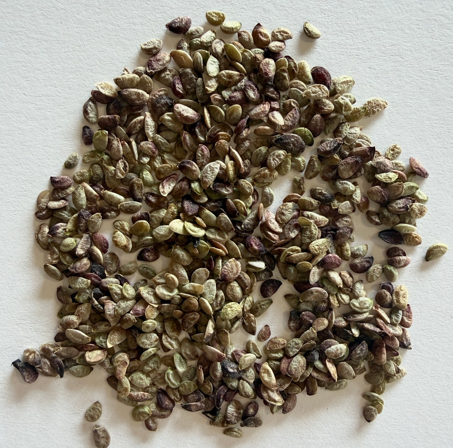 Fatsia japonica (Japanese Aralia) - 1,000 Seeds - Bulk