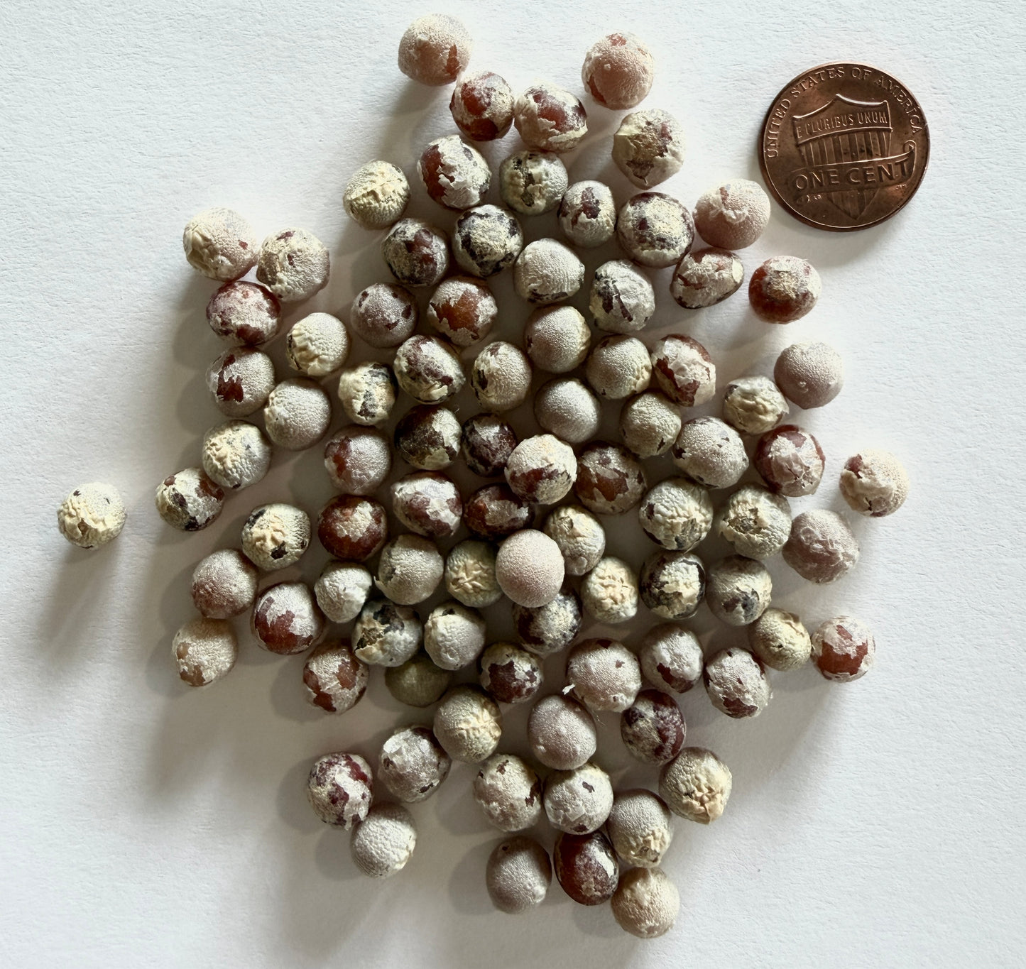 Dracaena draco (Dragon Tree) - 1,000 Seeds -  Bulk