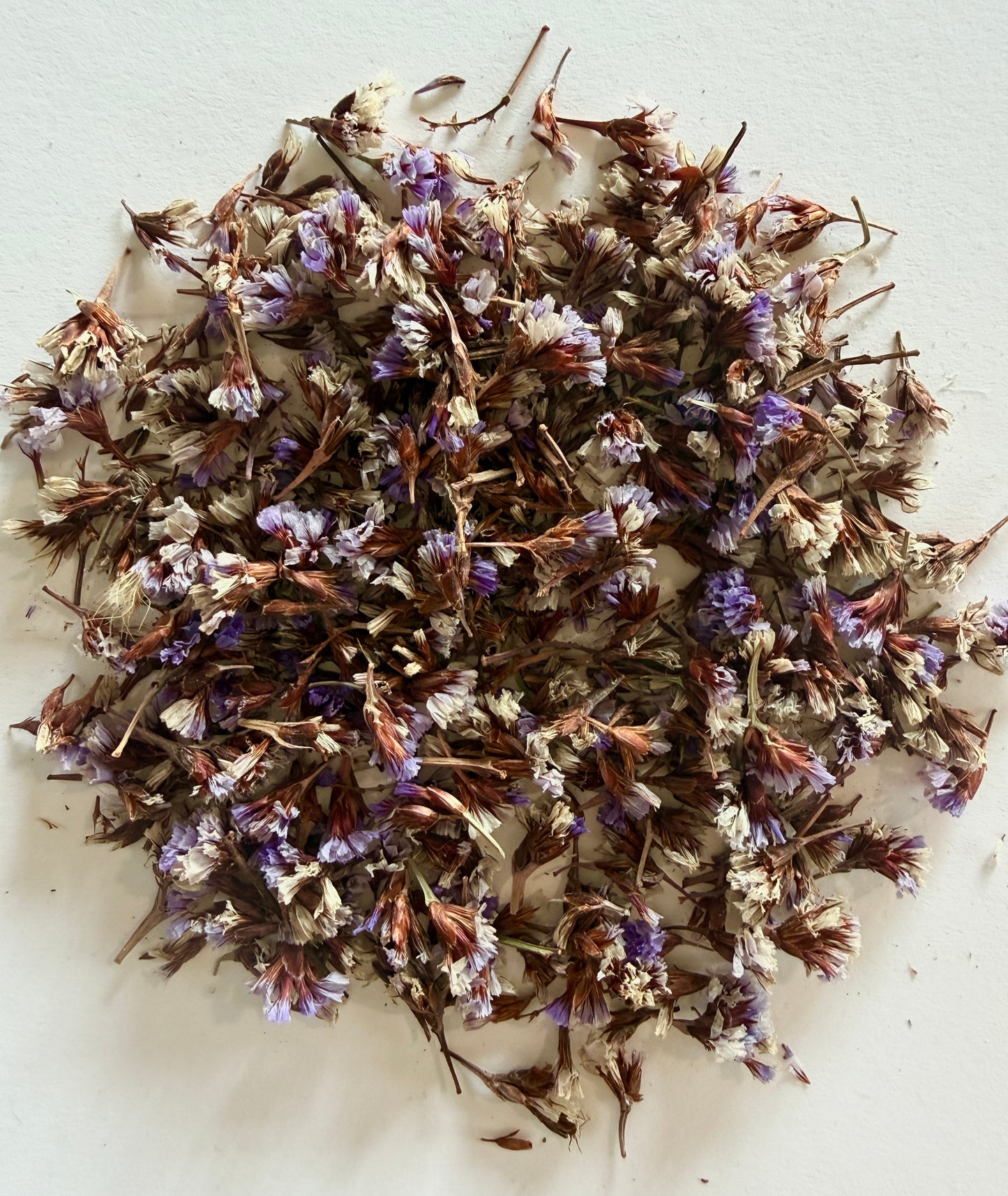 Limonium perezii (Sea Lavender / Statice) - 1,000 Seeds - Bulk