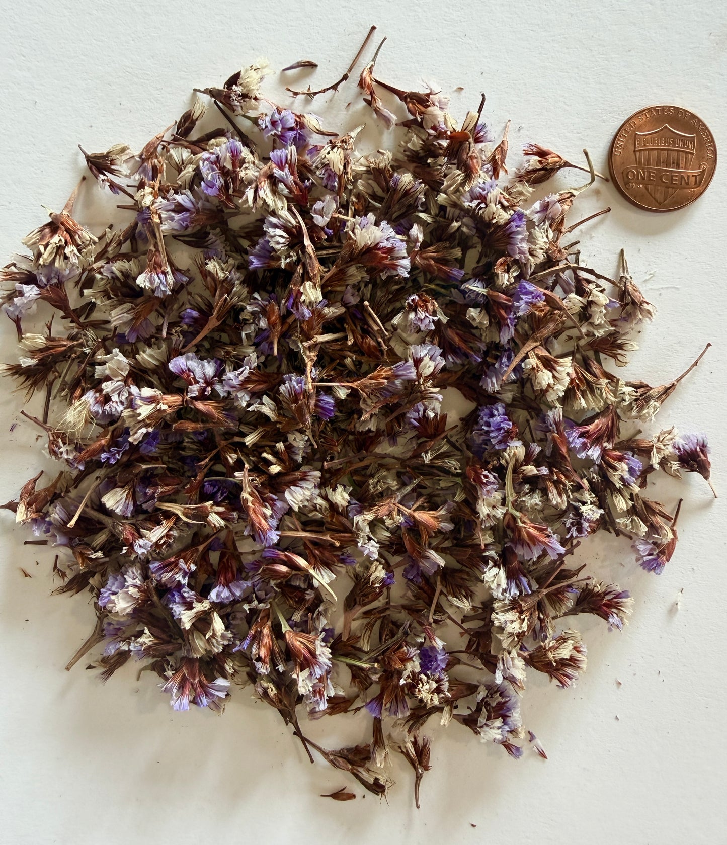 Limonium perezii (Sea Lavender / Statice) - 1,000 Seeds - Bulk