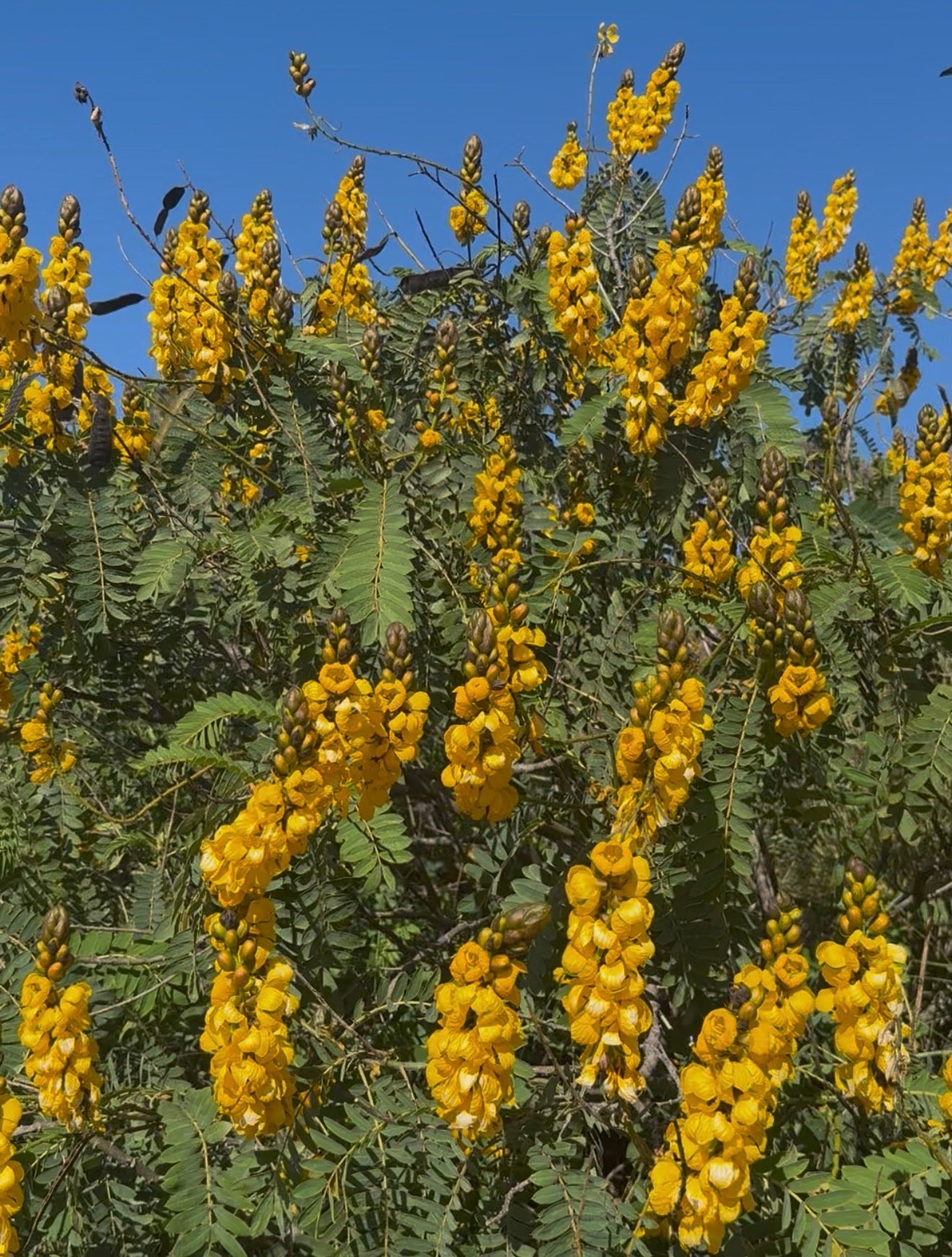 Cassia didymobotrya (Popcorn Cassia) - 1,000 Seeds -  Bulk