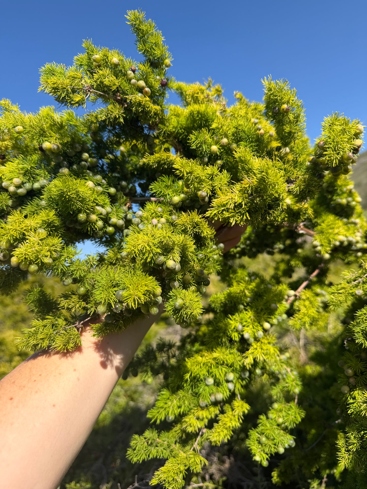 Asparagus retrofractus (Ming Fern) - 1,000 Seeds - Bulk