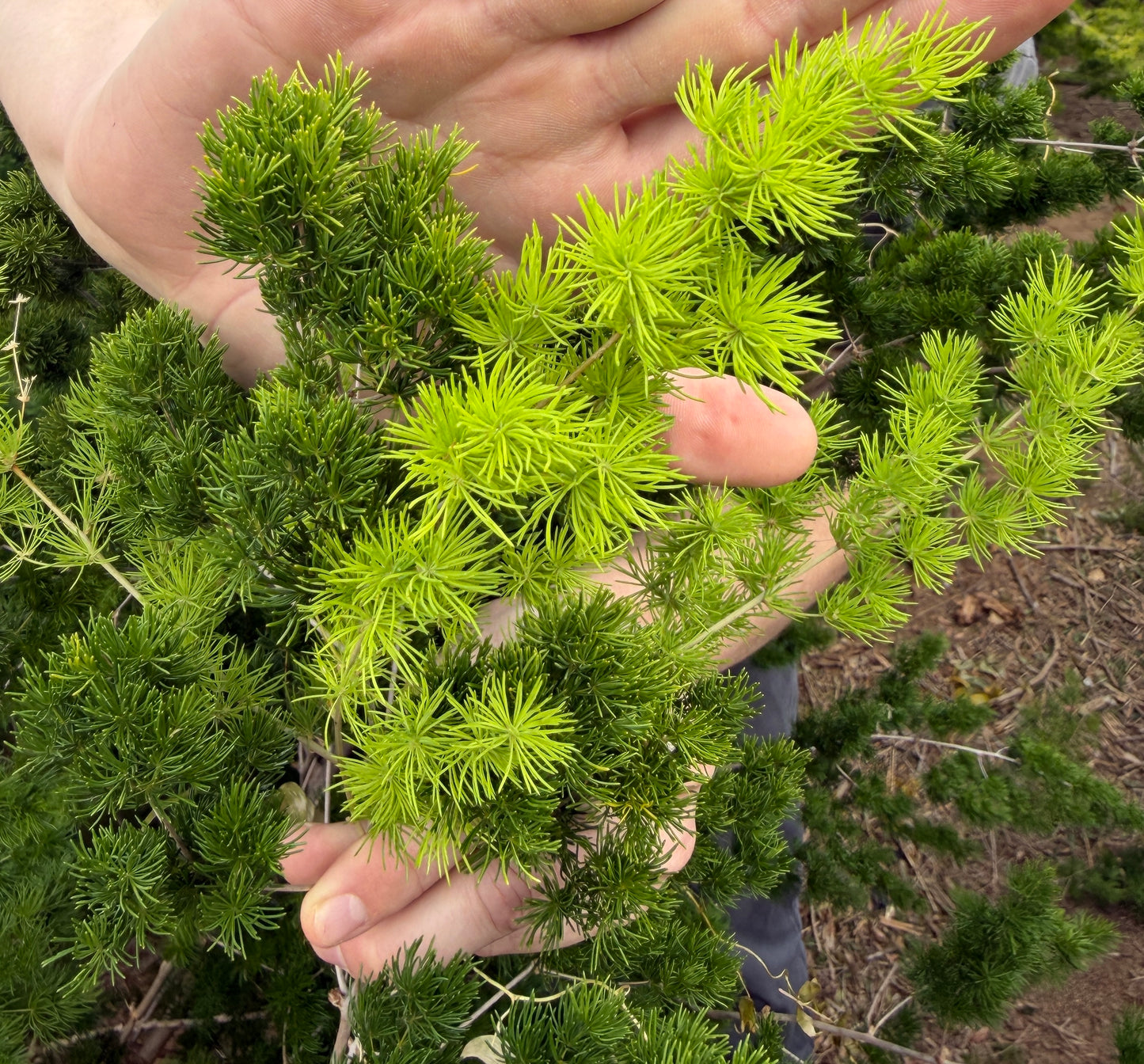 Asparagus retrofractus (Ming Fern) - 1,000 Seeds - Bulk