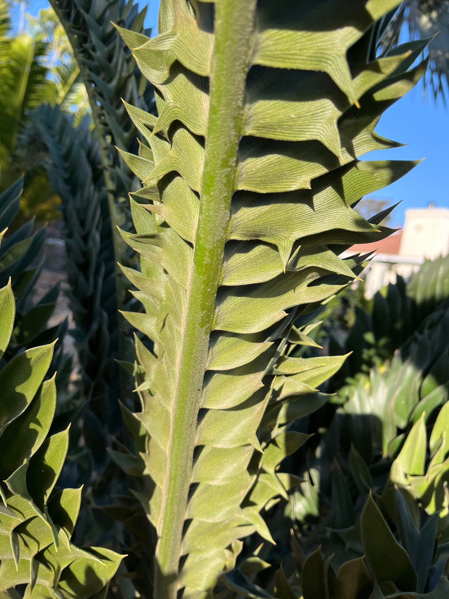 Encephalartos latifrons (Albany Cycad) – 5 Seeds – 2026 Harvest