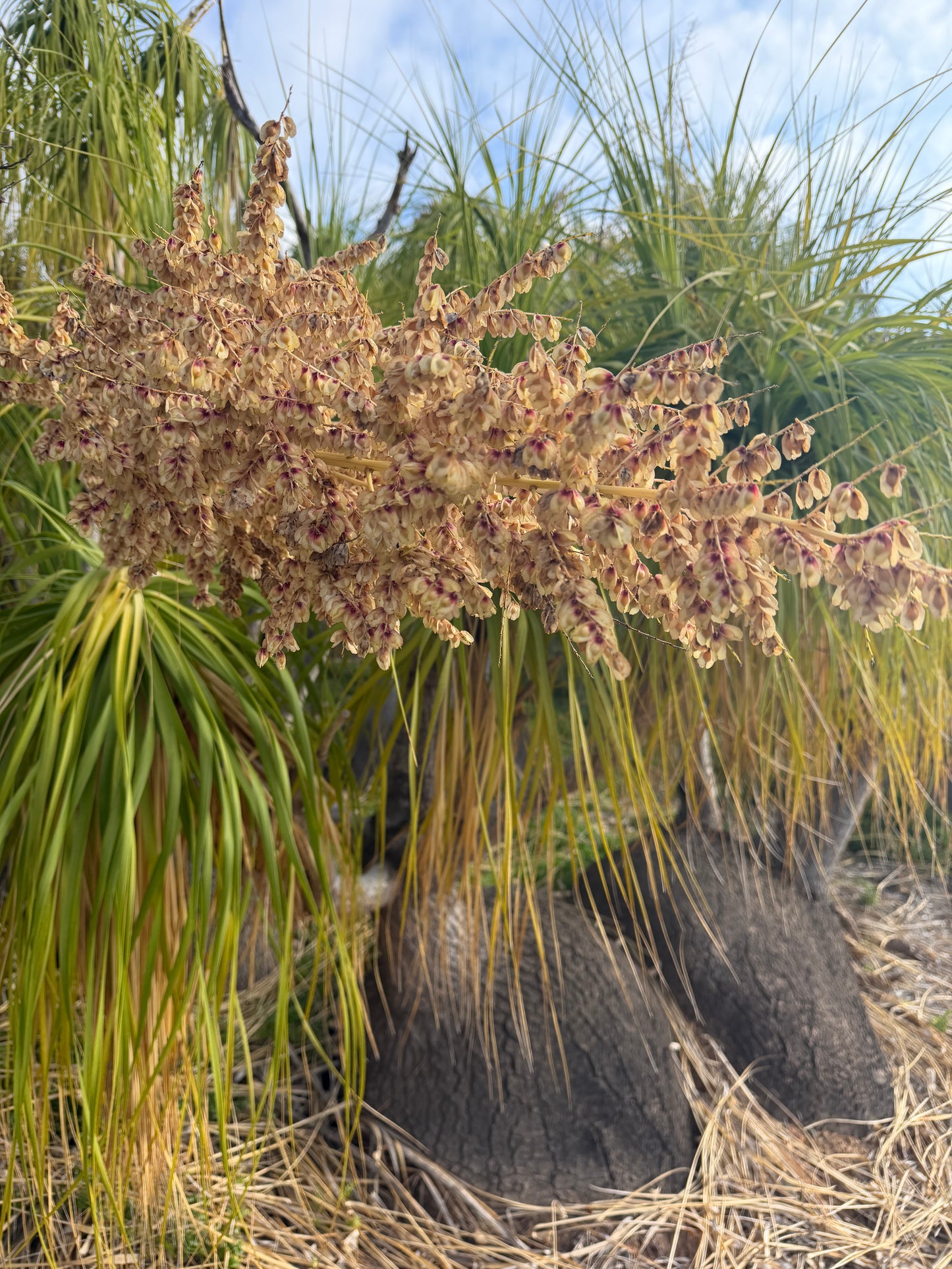 Beaucarnea recurvata (Ponytail Palm) - 1,000 Seeds - Bulk