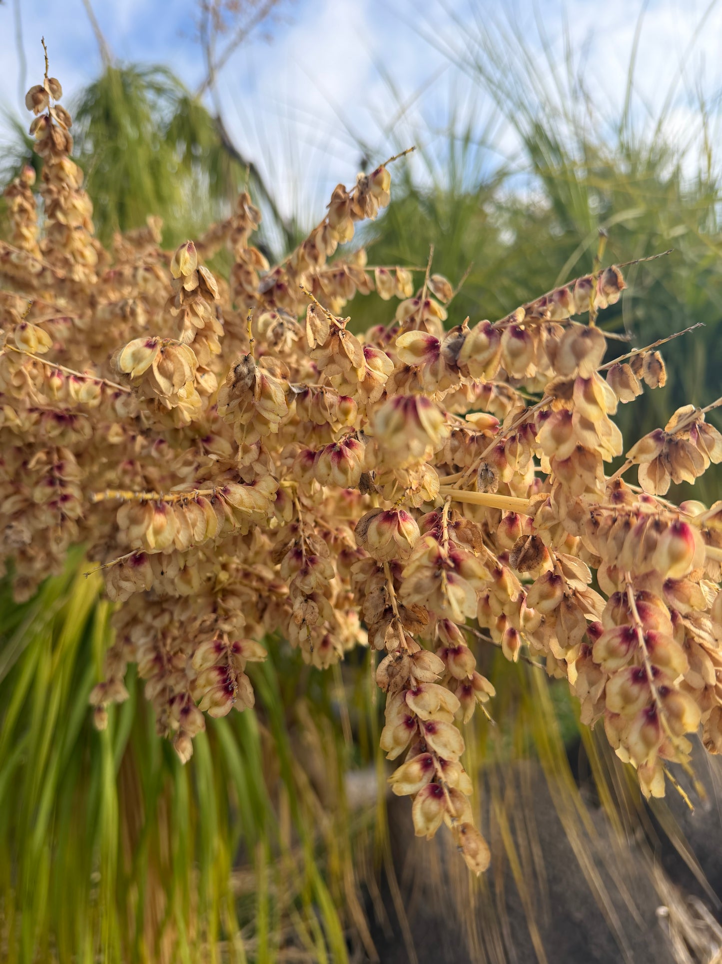 Beaucarnea recurvata (Ponytail Palm) - 1,000 Seeds - Bulk