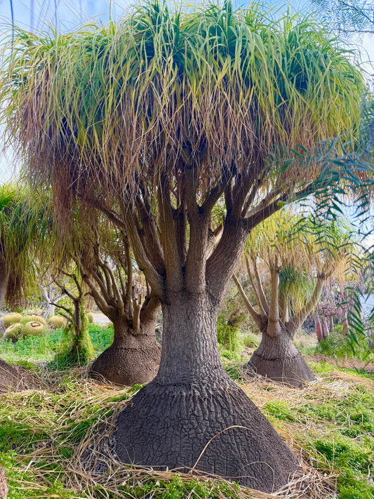 Beaucarnea recurvata (Ponytail Palm) - 1,000 Seeds - Bulk