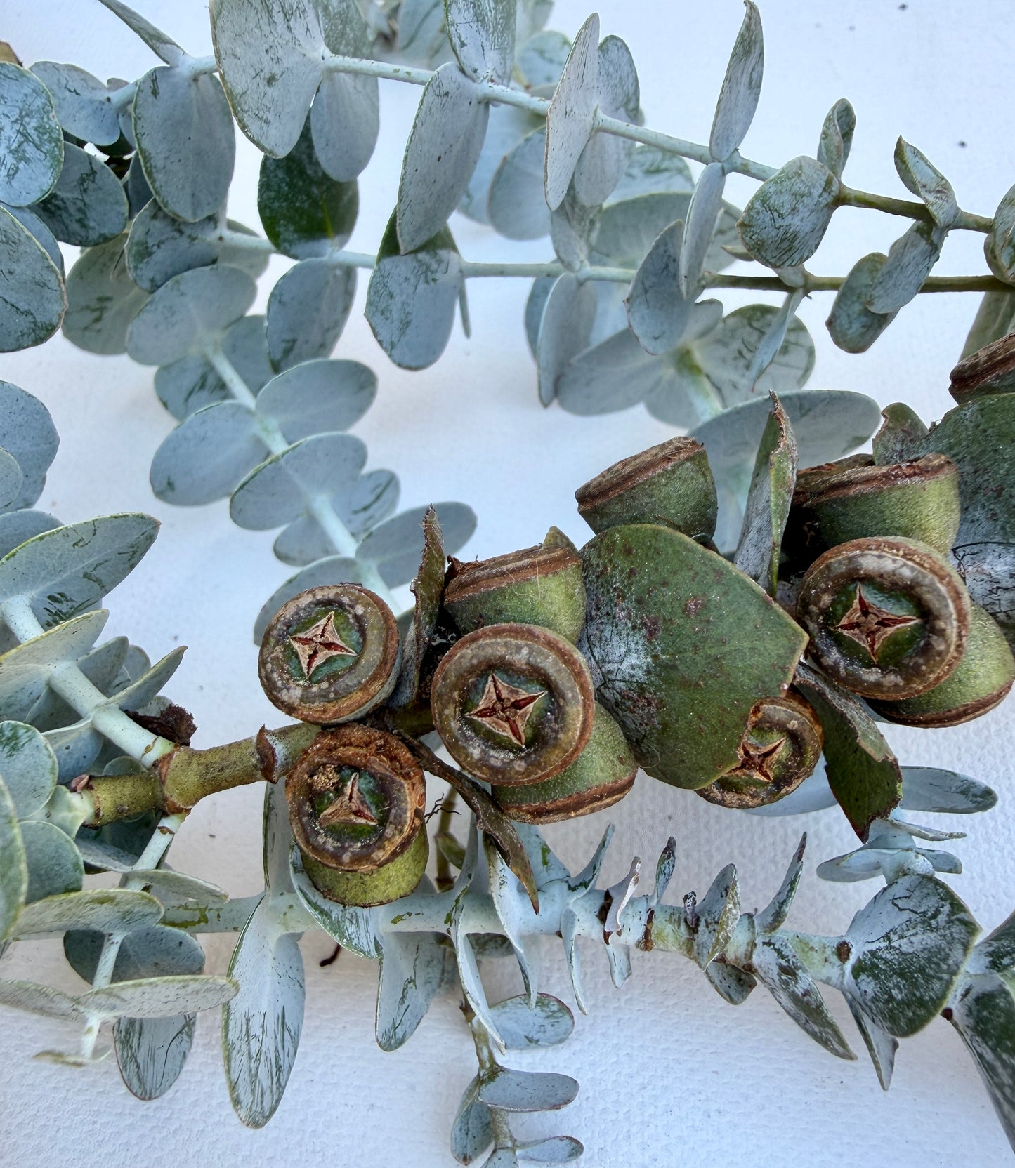 Eucalyptus Baby Blue (Dwarf Florist) - 1,000 Seeds - Bulk