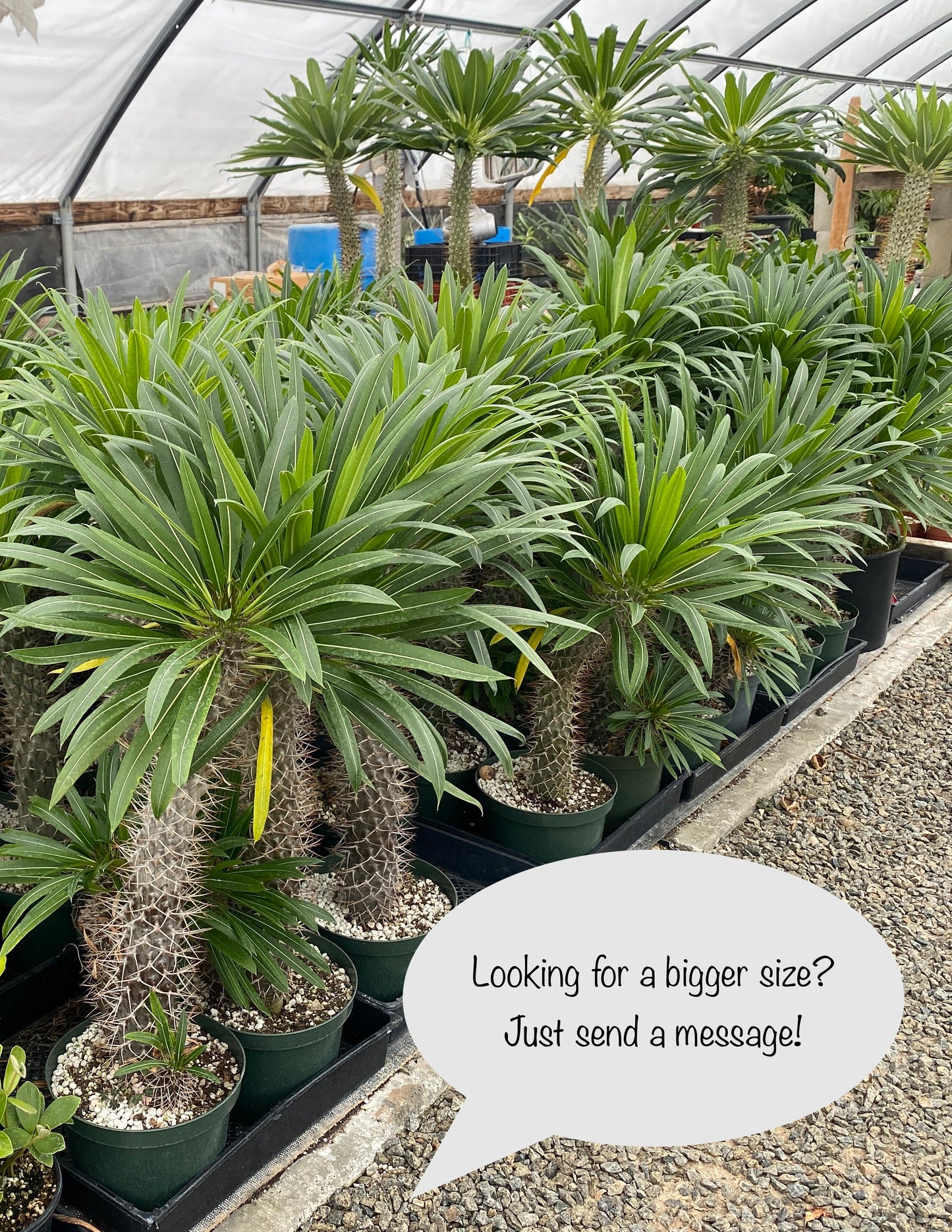 Pachypodium lamerei - Madagascar Palm - Exotic Succulent Grown in Elfin Forest, California