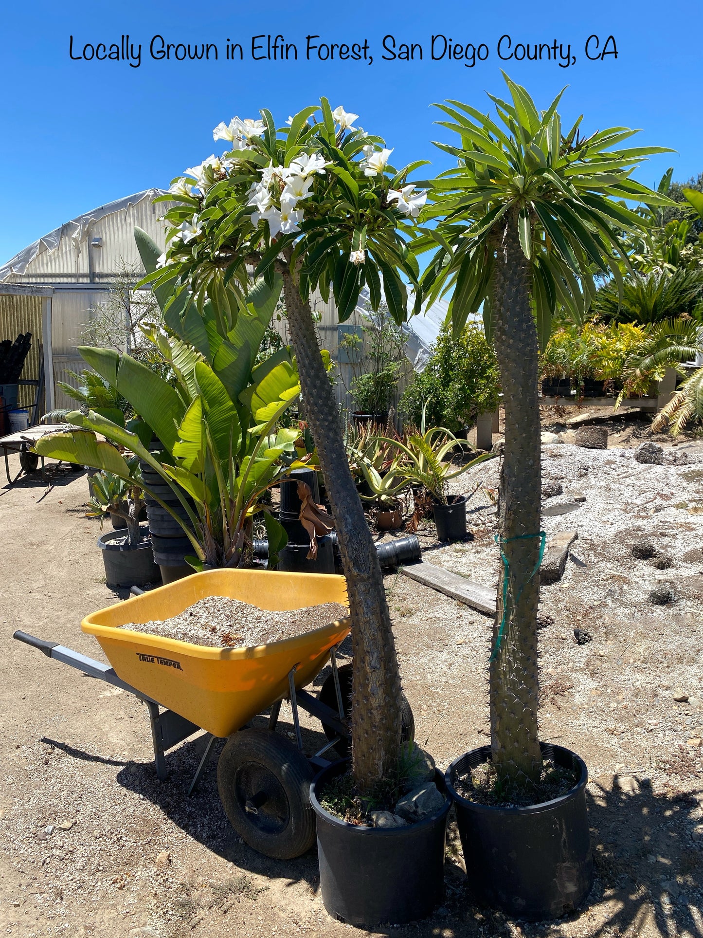 Pachypodium lamerei (Madagascar Palm) - 1,000 Seeds -  Bulk