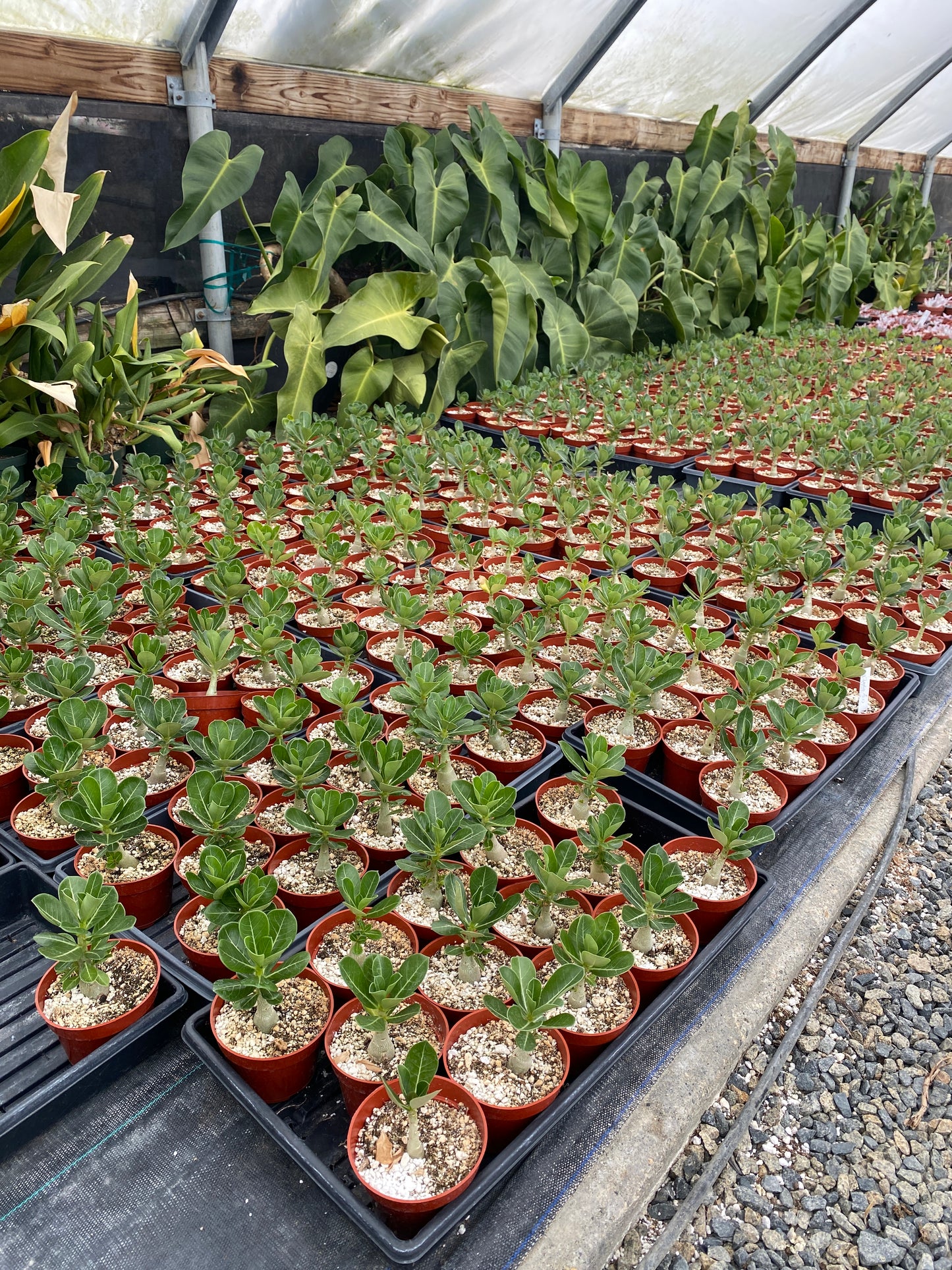 Adenium obesum – Desert Rose (Pink & White Bicolor) – Grown in Elfin Forest, California