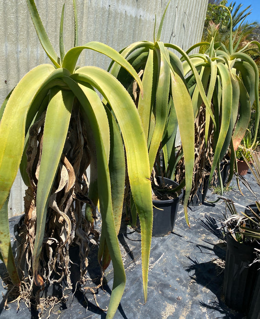 Aloe sabaea (Yemen Tree Aloe) - 25 Seeds