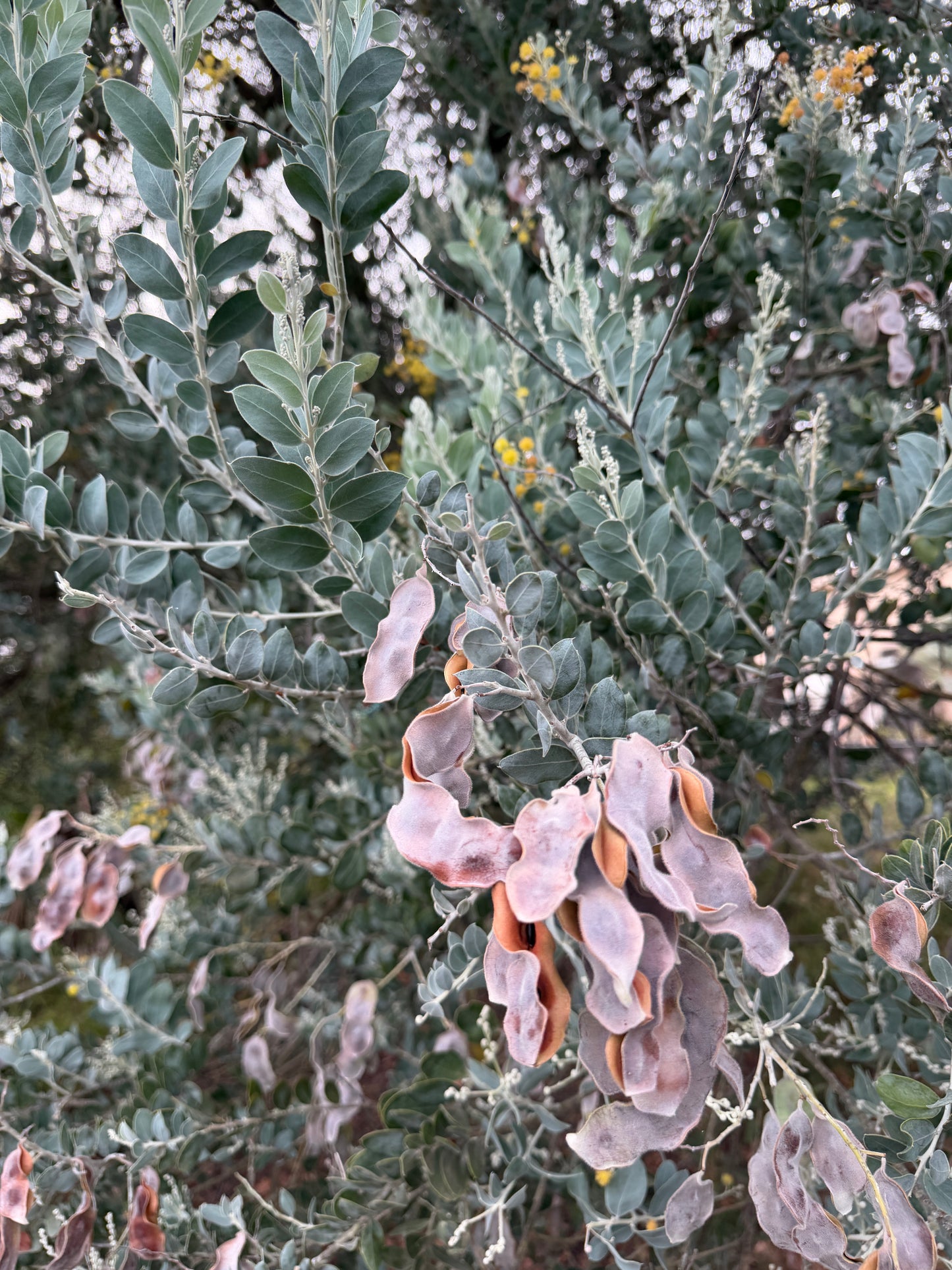 Acacia podalyriifolia (Pearl Acacia) - 1,000 Seeds - Bulk