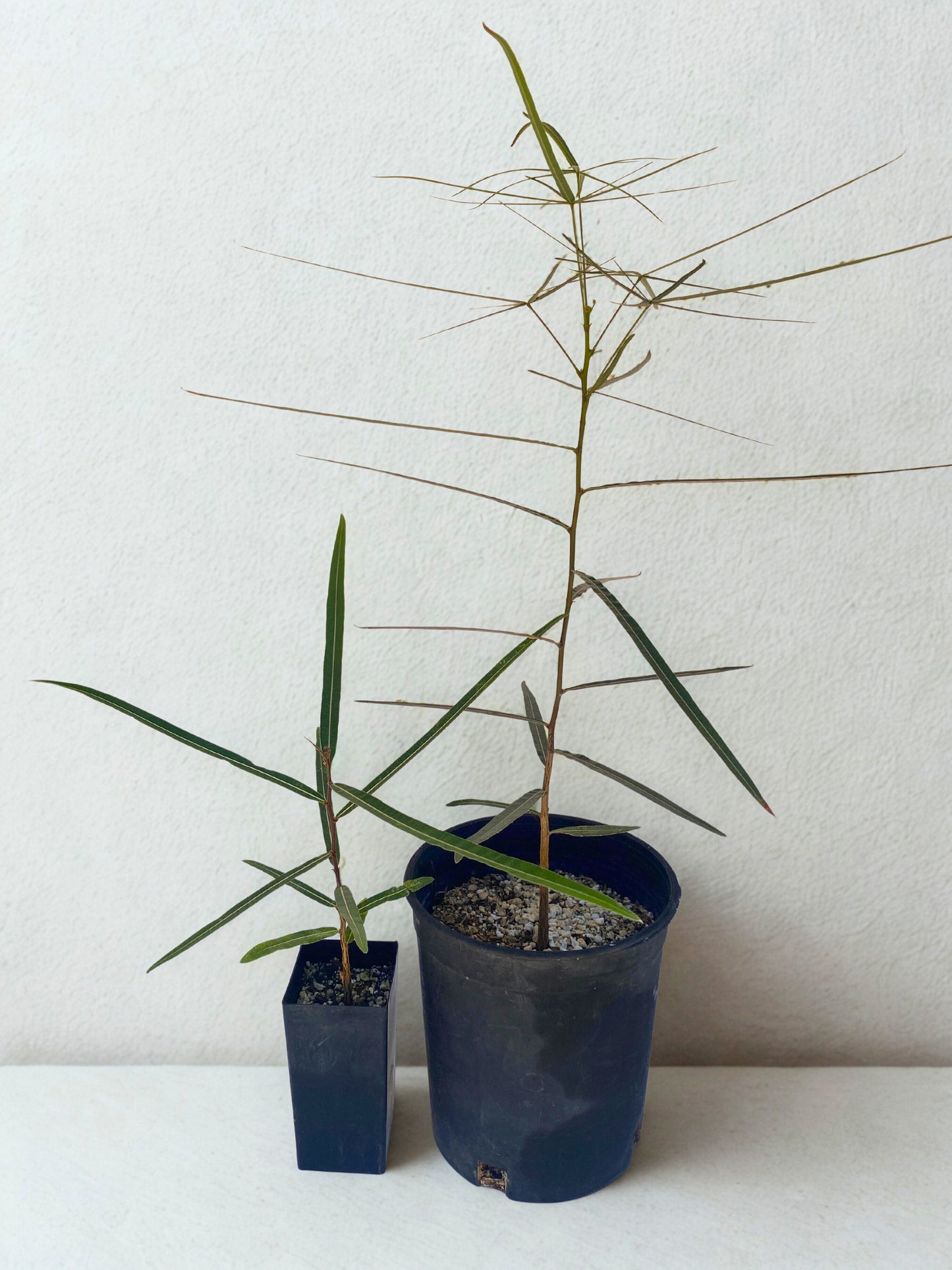 Brachychiton rupestris (Queensland Bottle Tree)  Seeds