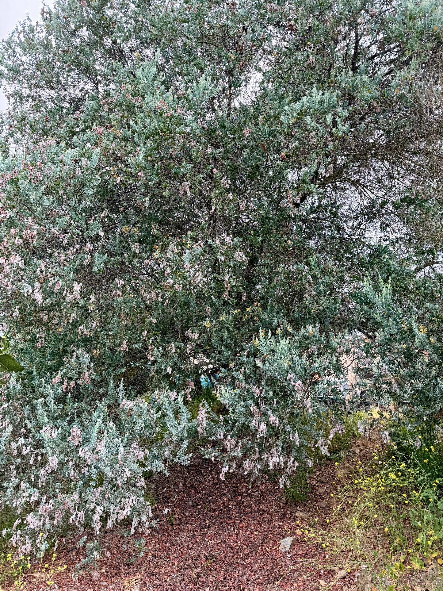 Acacia podalyriifolia (Pearl Acacia) - 1,000 Seeds - Bulk