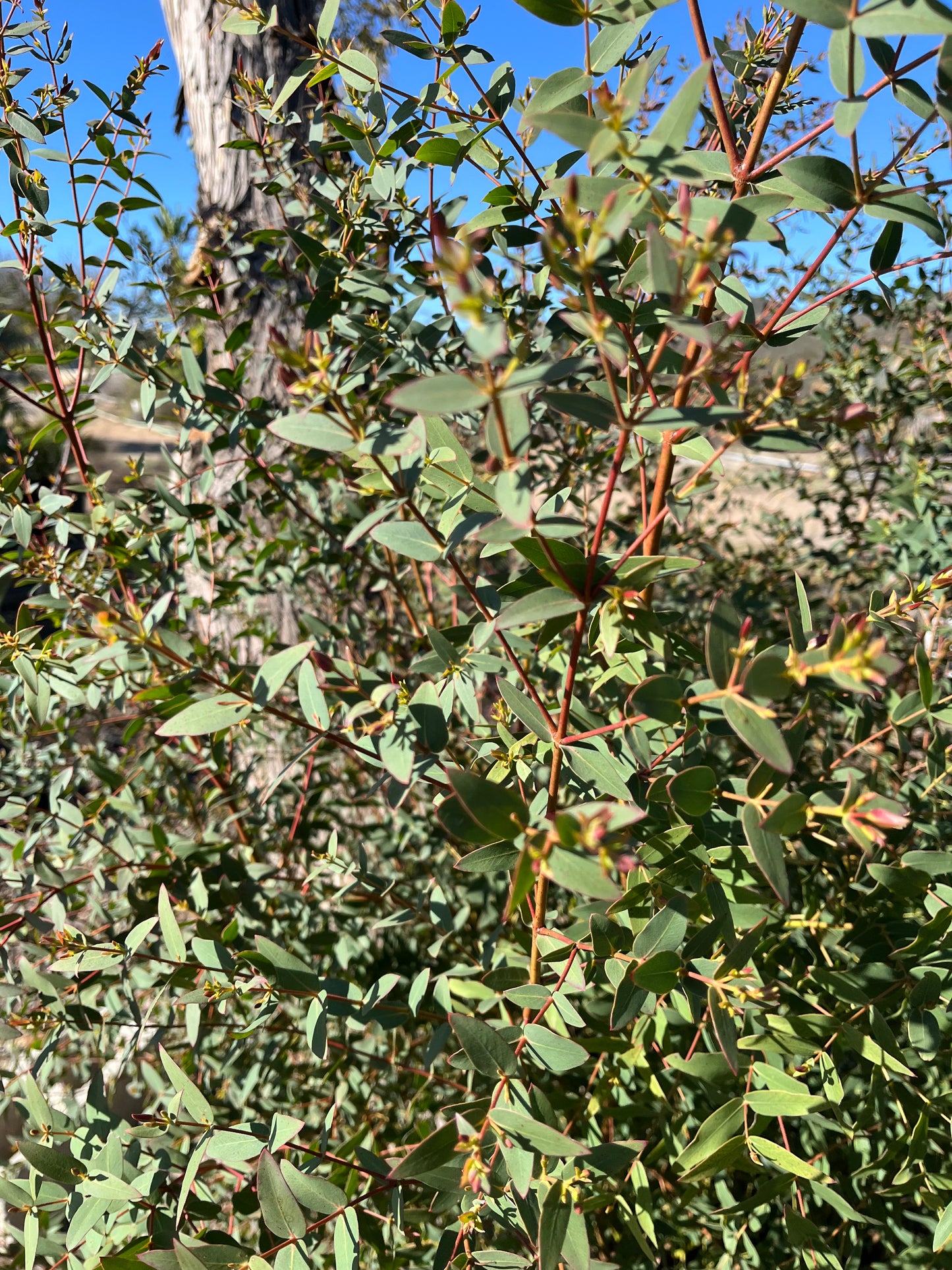 Eucalyptus parvifolia (Small-Leaf Gum) - 1,000 Seeds -  Bulk