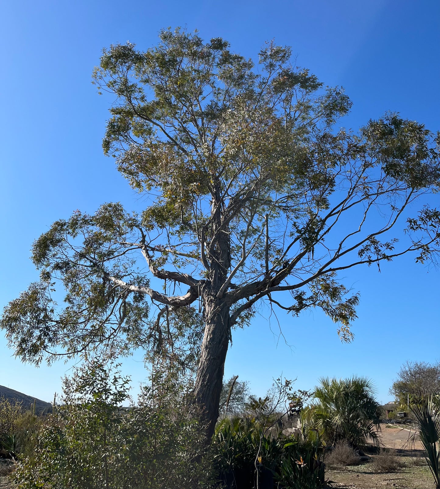 Eucalyptus parvifolia (Small-Leaf Gum) - 1,000 Seeds -  Bulk