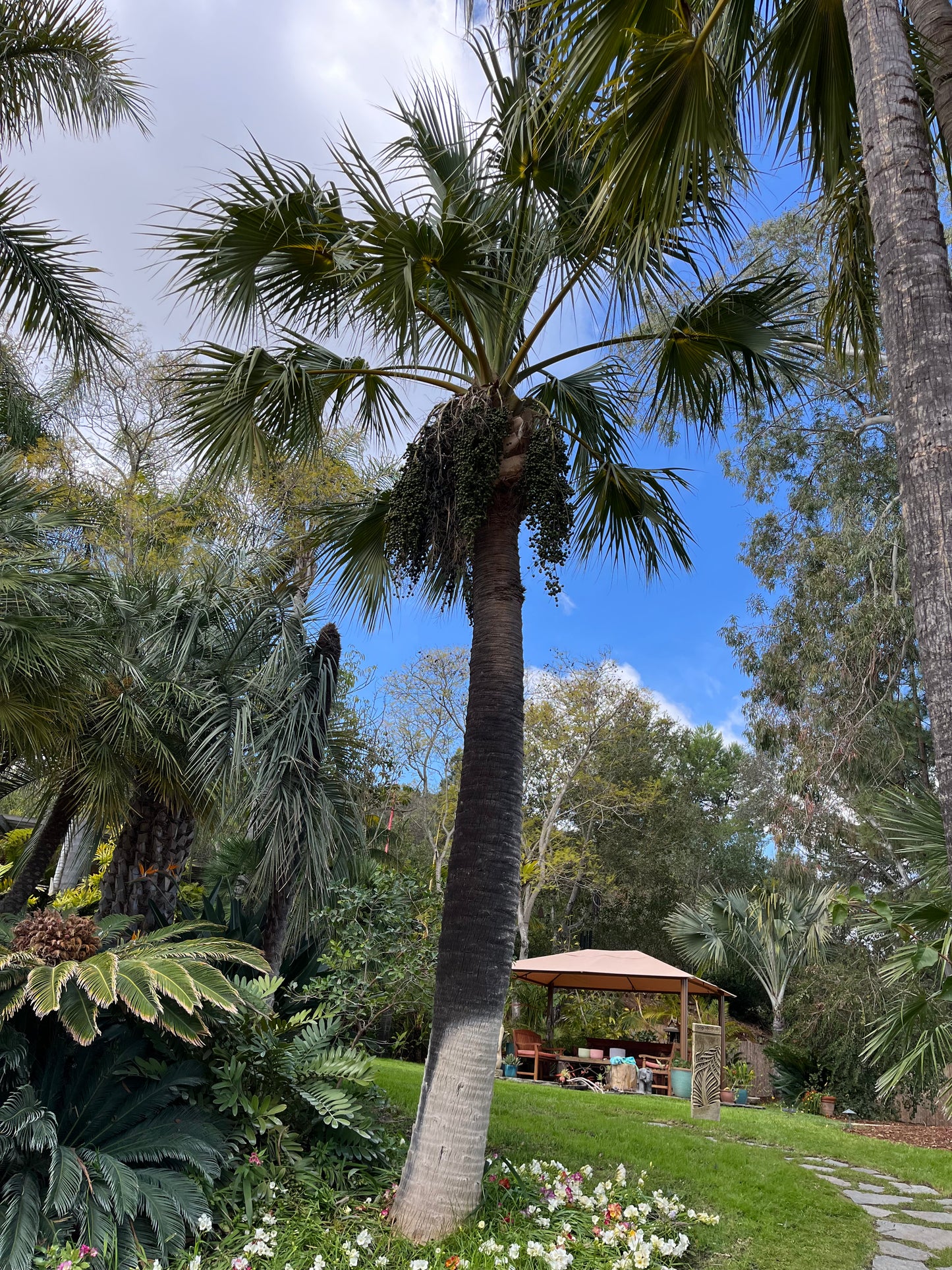 Brahea edulis (Guadalupe Palm) - 1,000 Seeds -  Bulk