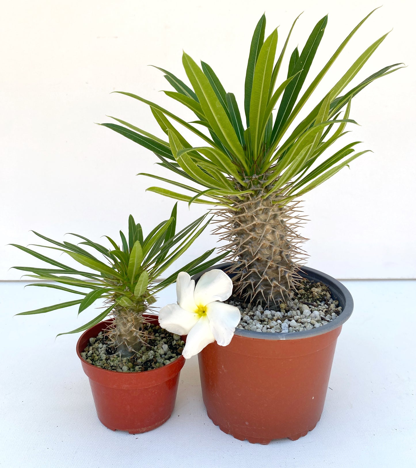 Pachypodium lamerei (Madagascar Palm) - 1,000 Seeds -  Bulk