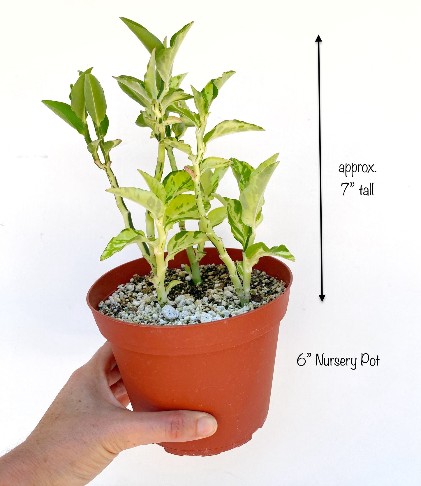 Devil’s Backbone (Variegated Form) –  Pedilanthus tithymaloides -  Grown in Elfin Forest, California