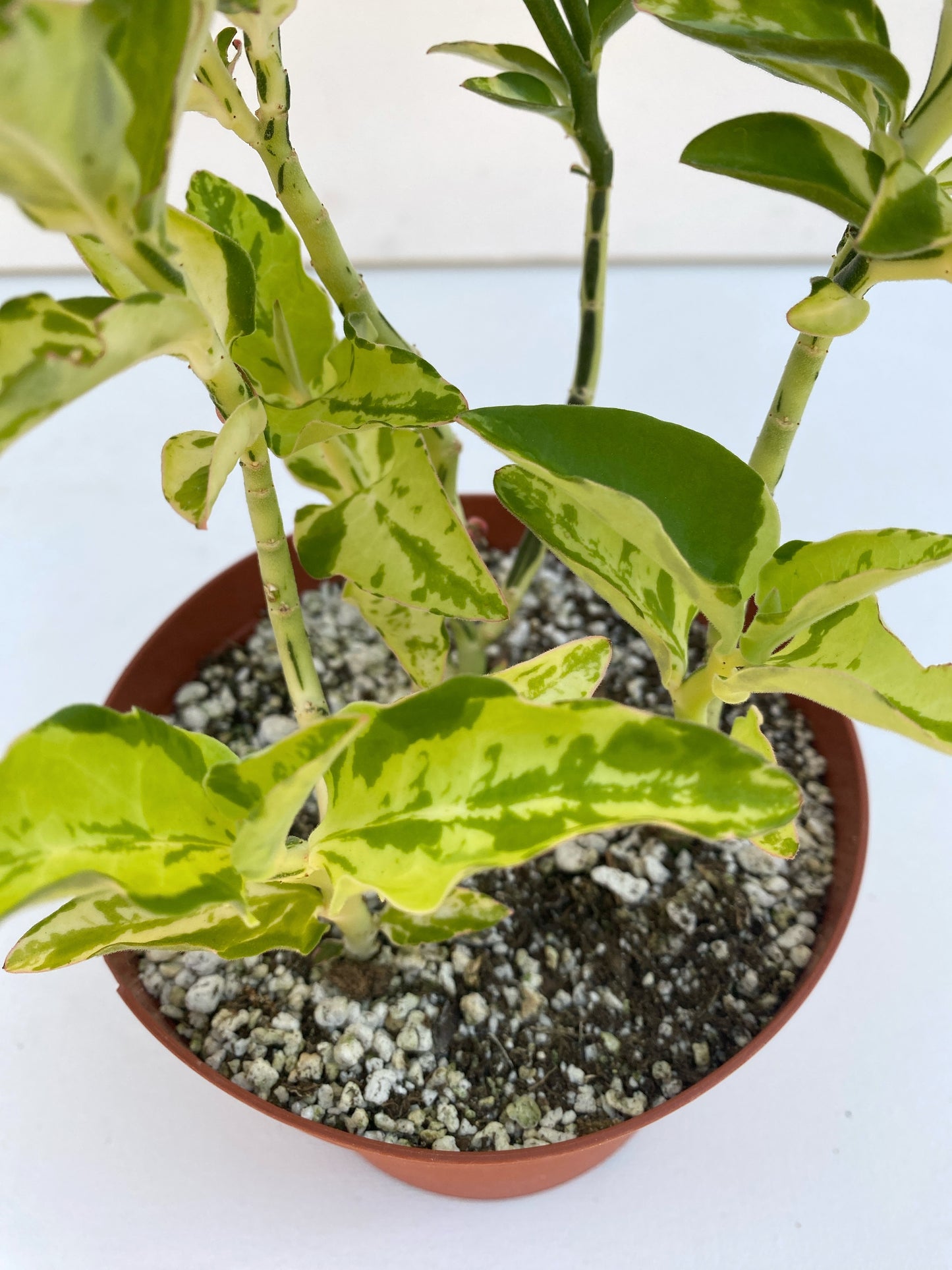 Devil’s Backbone (Variegated Form) –  Pedilanthus tithymaloides -  Grown in Elfin Forest, California