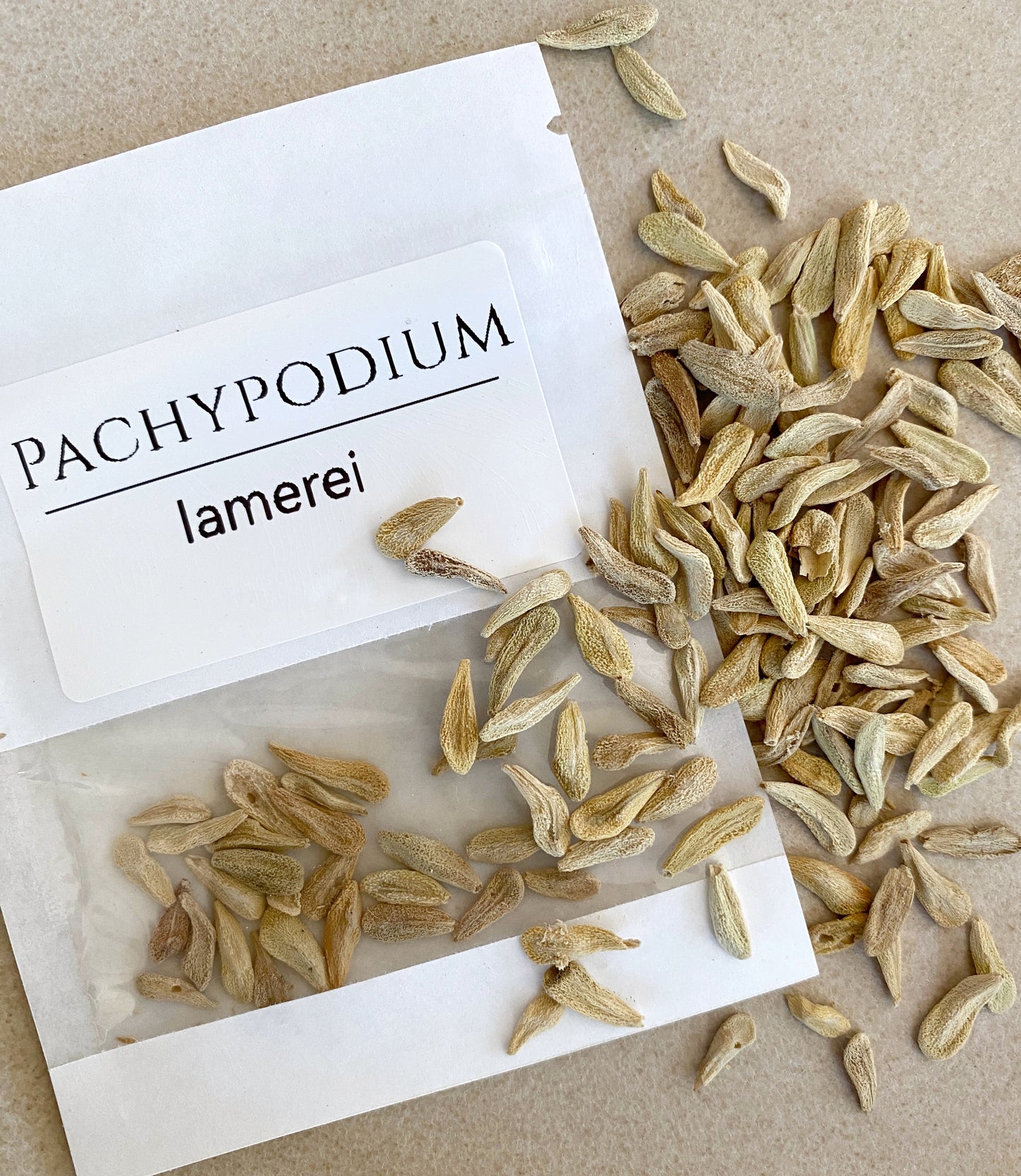 Pachypodium lamerei (Madagascar Palm) - 1,000 Seeds -  Bulk