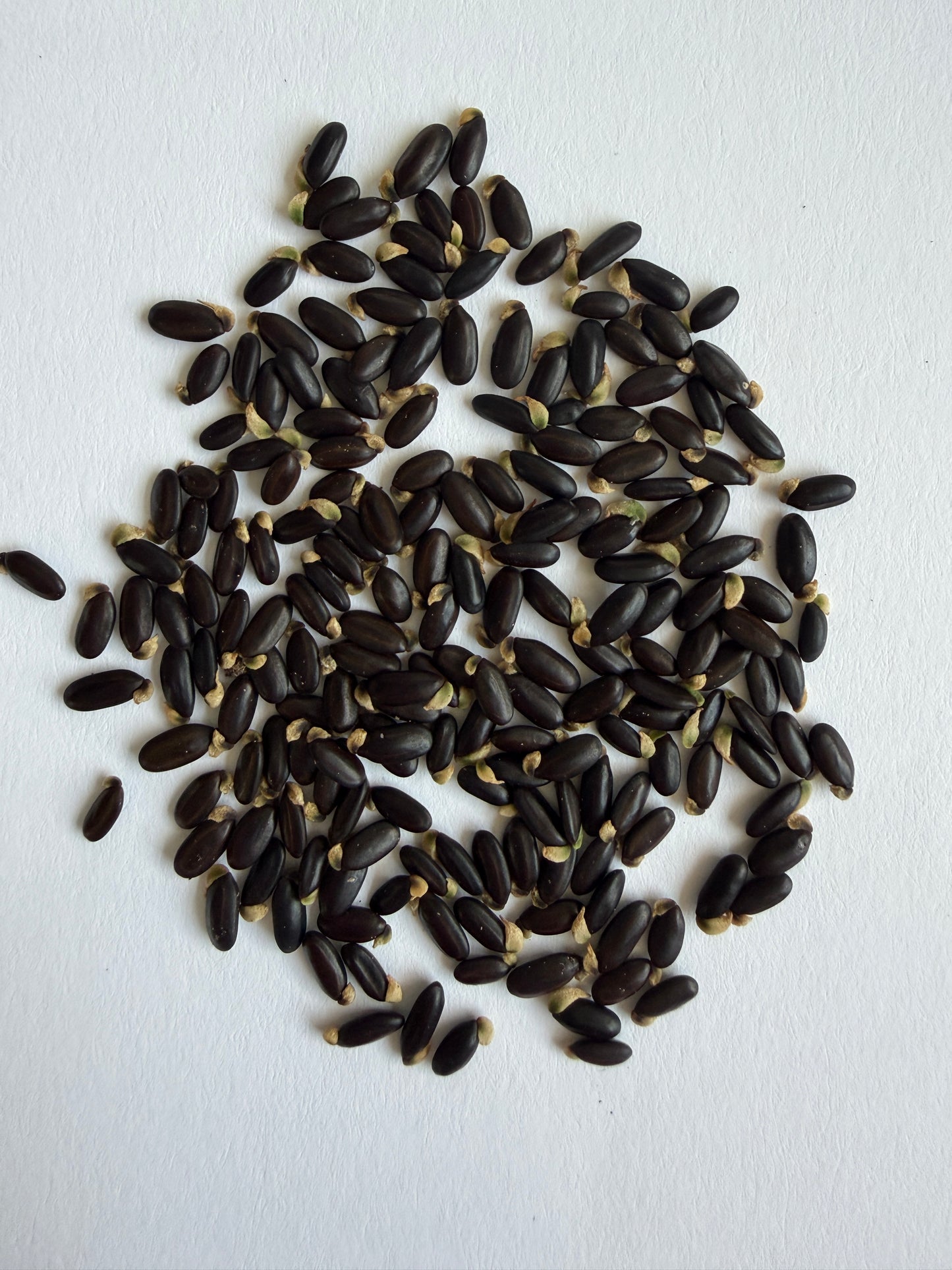 Acacia baileyana (Golden Wattle) - 1,000 Seeds - Bulk