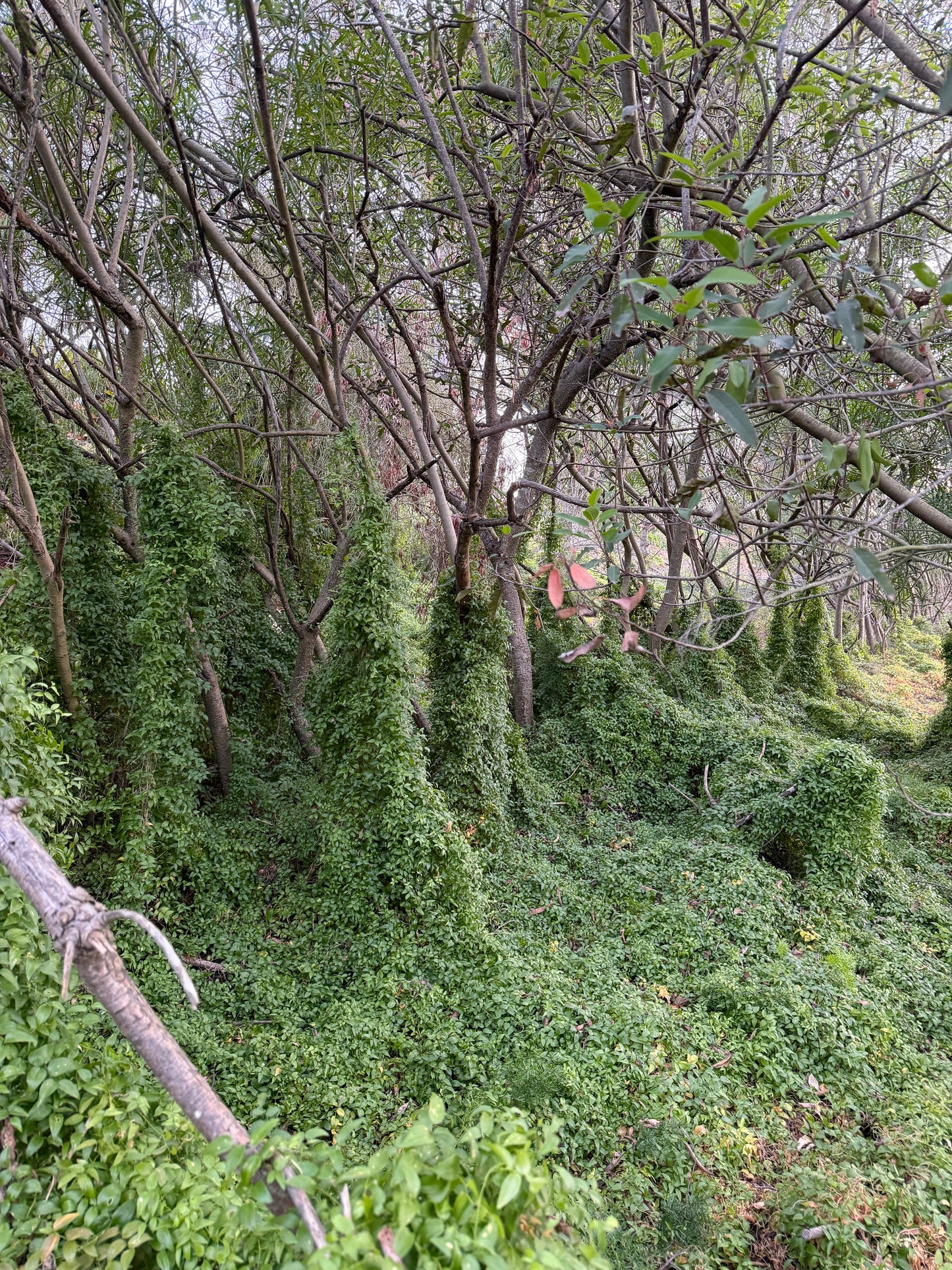 Asparagus asparagoides (Smilax / Bridal Creeper) - 1,000 Seeds - Bulk
