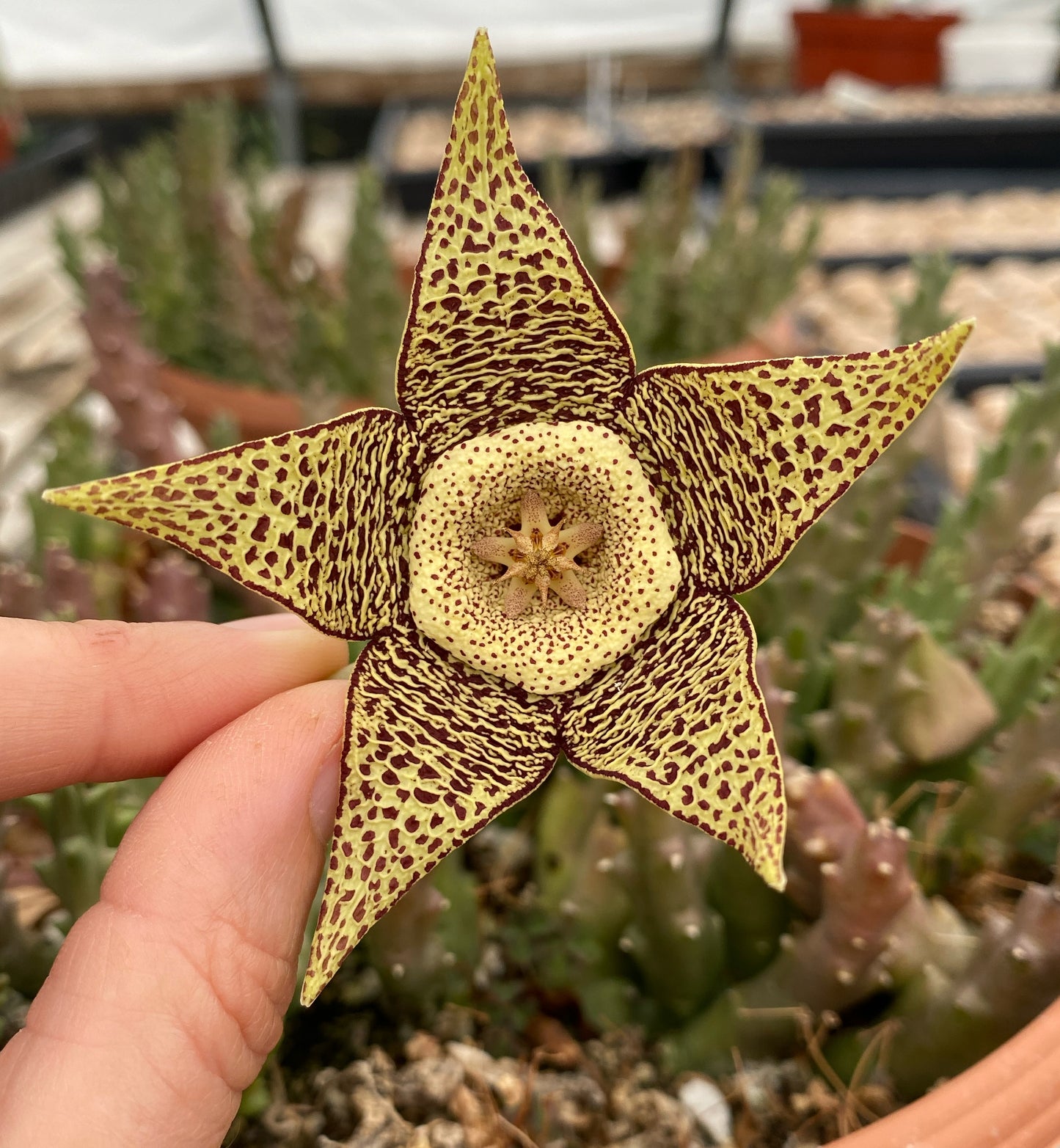 Stapelia variegata (Starfish Flower) – 100 Seeds