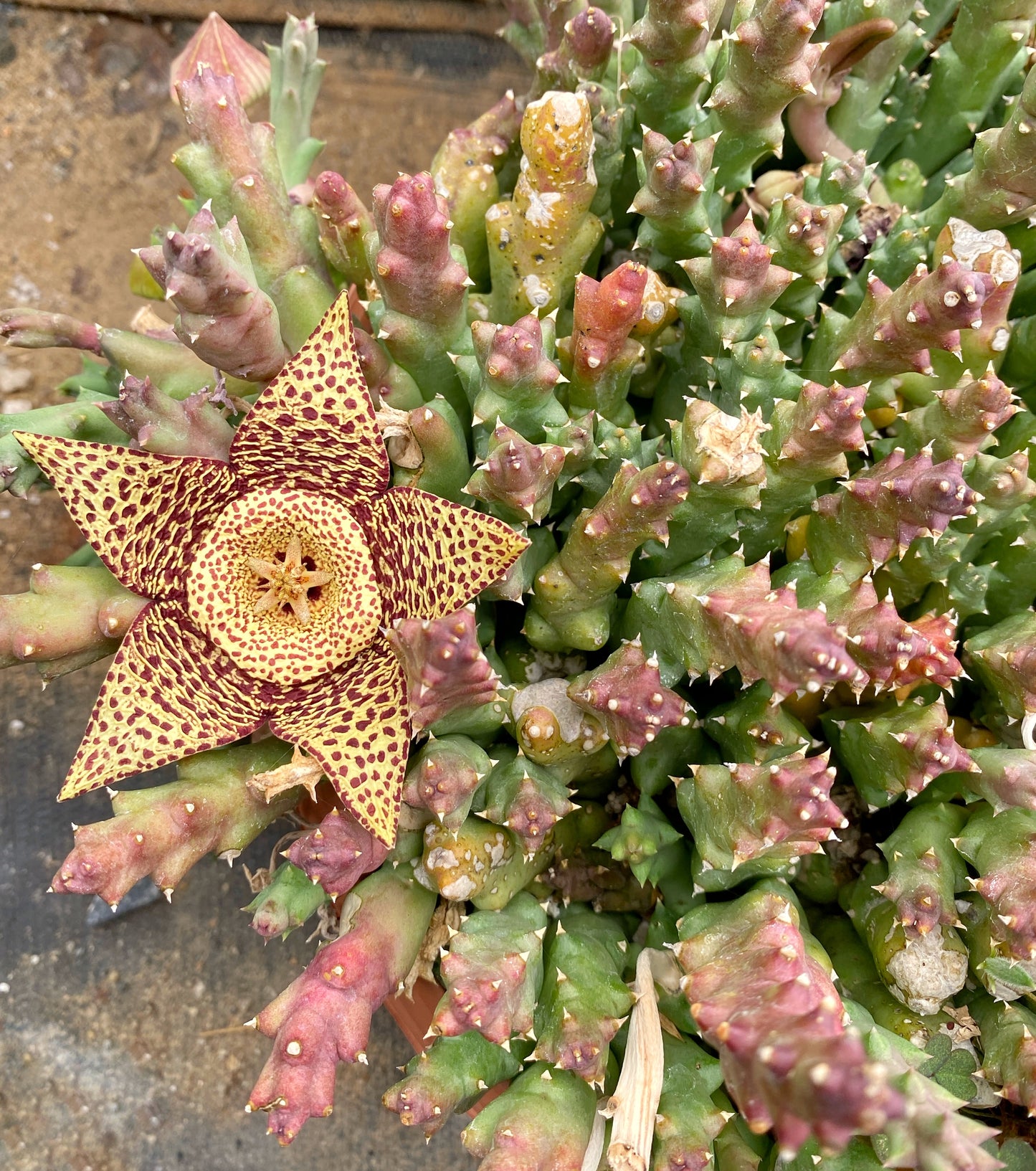 Stapelia variegata (Starfish Flower) – 100 Seeds