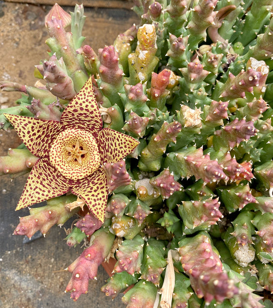 Stapelia variegata (Starfish Flower) – 100 Seeds