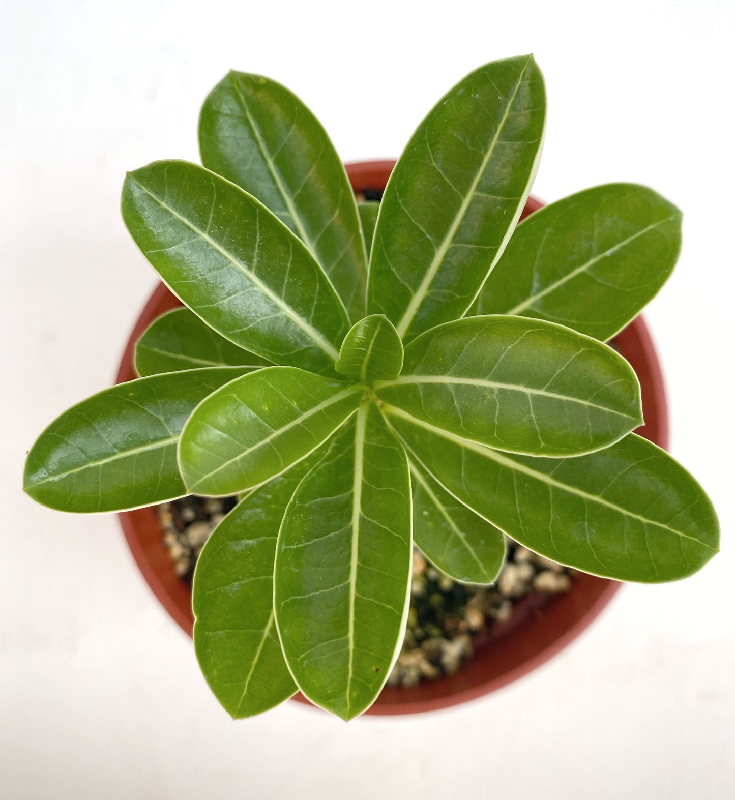 Adenium obesum – Desert Rose (Pink & White Bicolor) – Grown in Elfin Forest, California