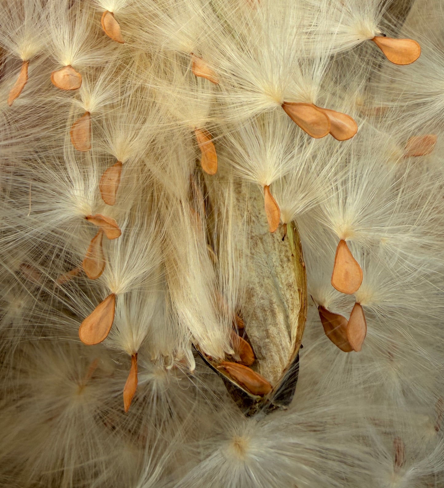 Pachypodium lealii subsp. saundersii (Kudu Lily) - 50 Seeds