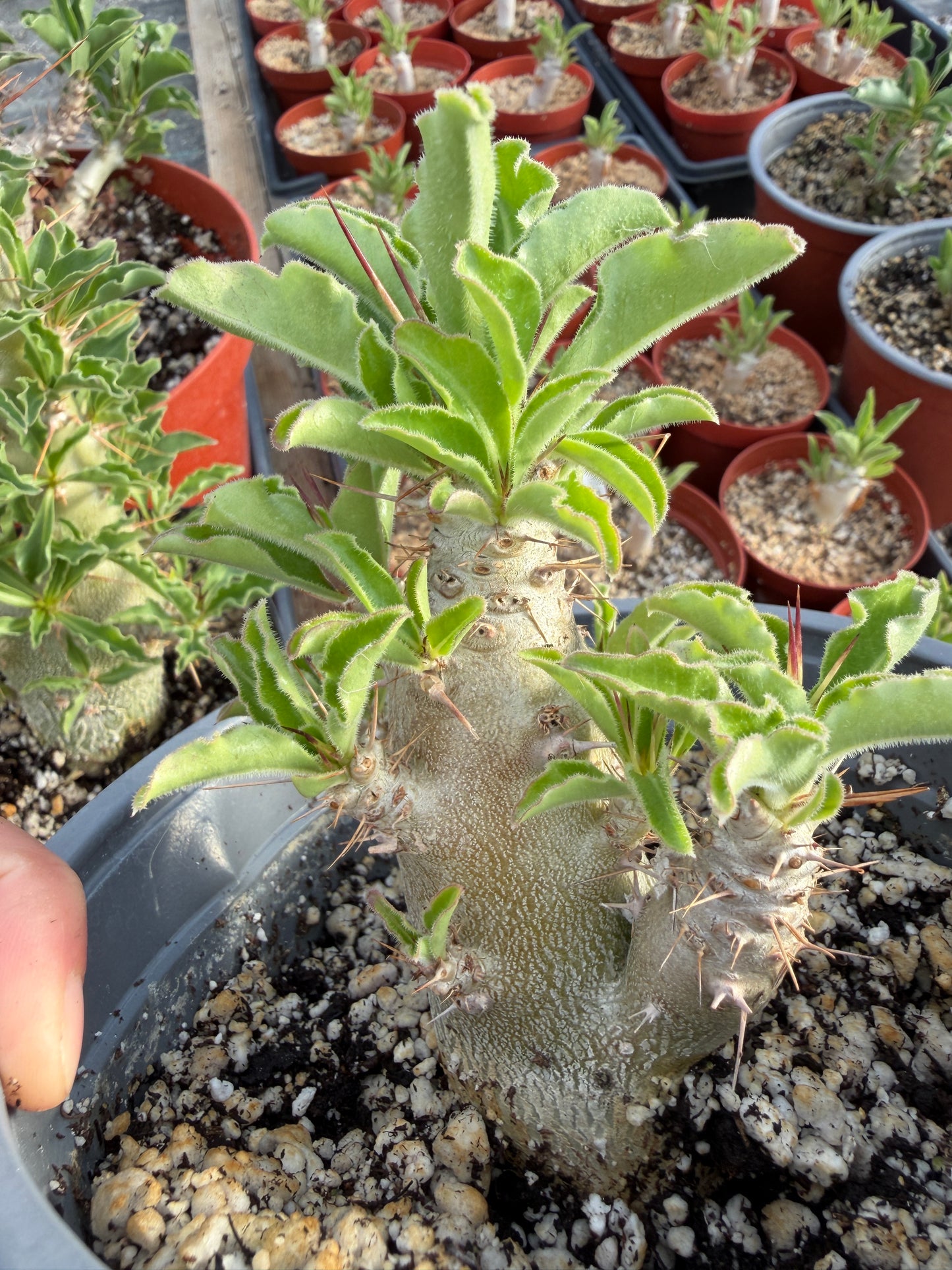 Pachypodium lealii subsp. saundersii (Kudu Lily) - 50 Seeds