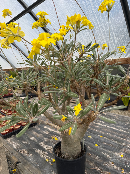 Pachypodium cactipes - 25 Seeds
