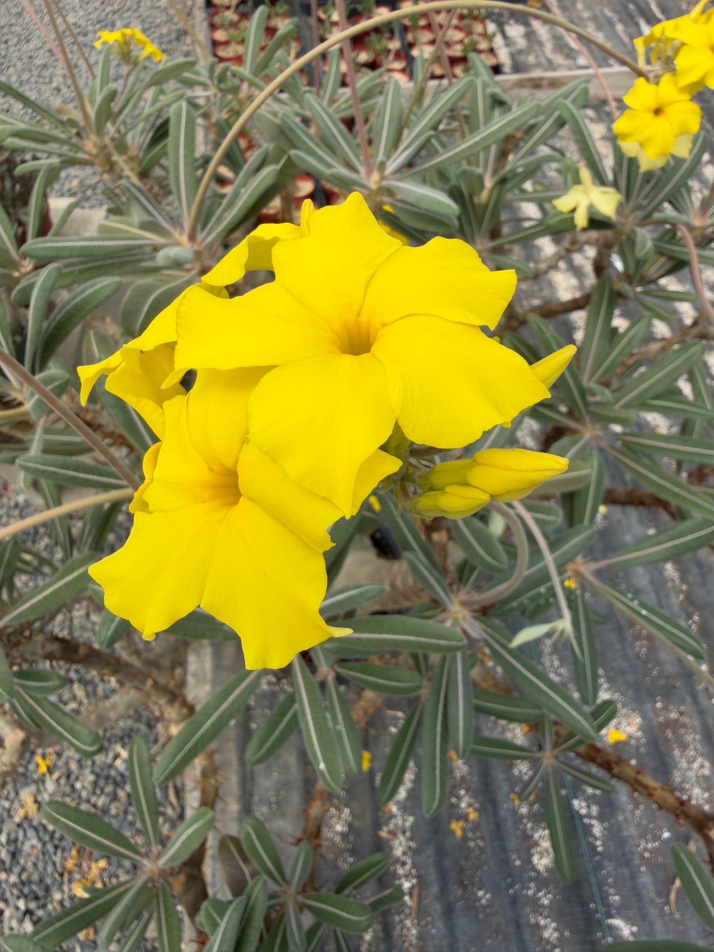 Pachypodium cactipes - 25 Seeds