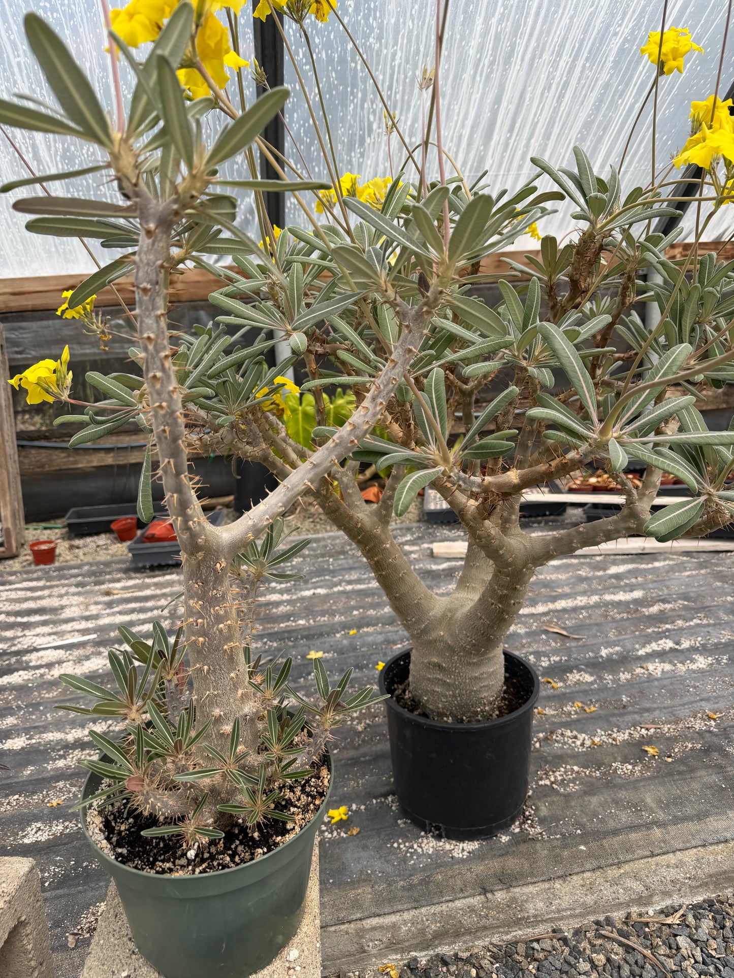 Pachypodium cactipes - 25 Seeds