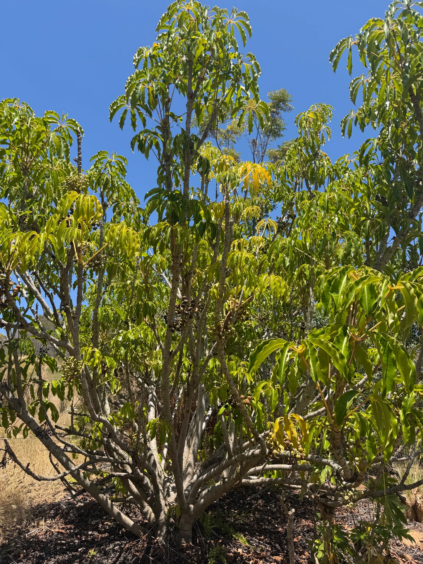 Schefflera arboricola (Dwarf Umbrella Tree) - 1,000 Seeds - Bulk