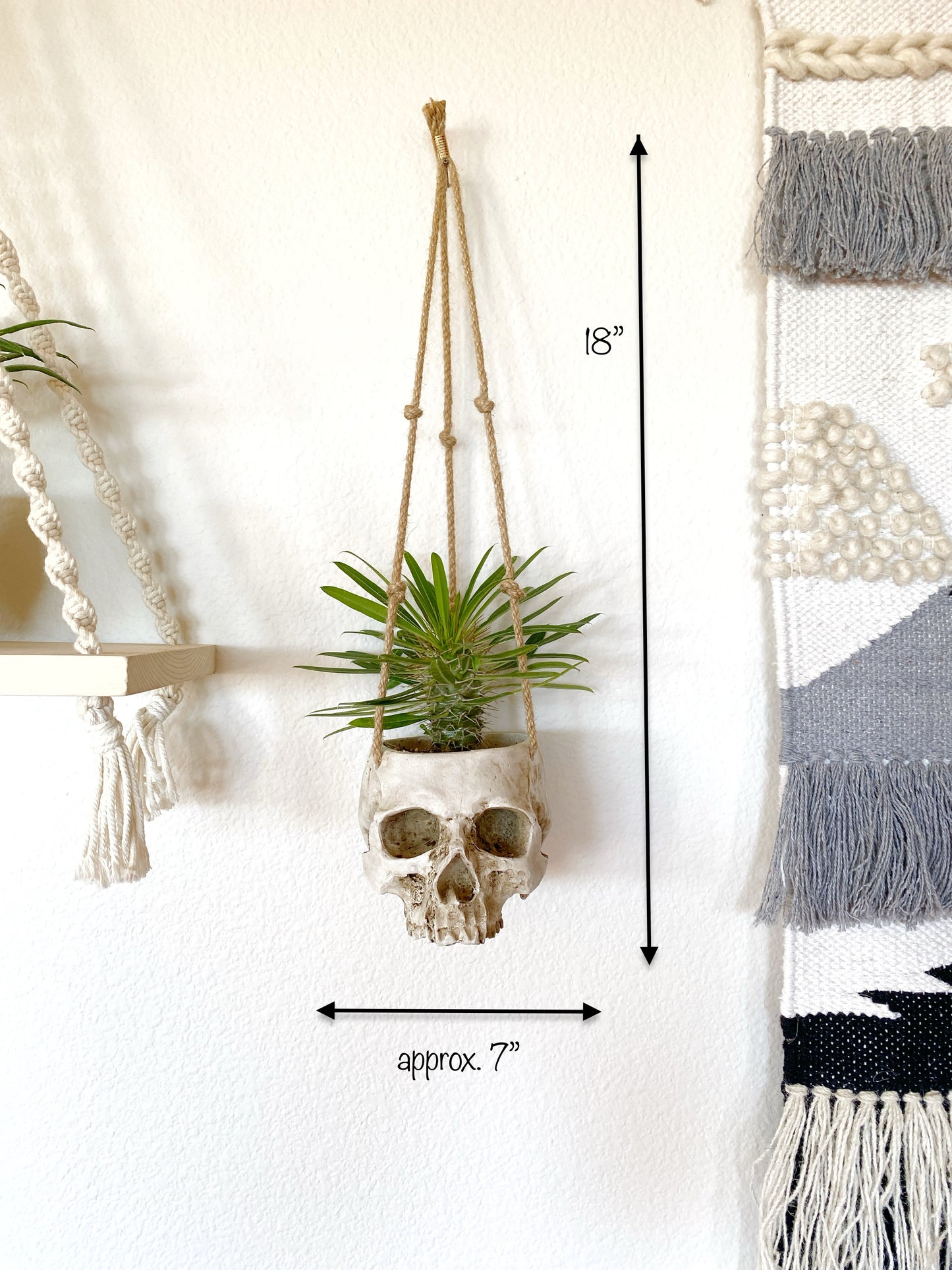 Skull Planter with Live Madagascar Palm – Spiky Succulent Tree – Gothic & Halloween Decor