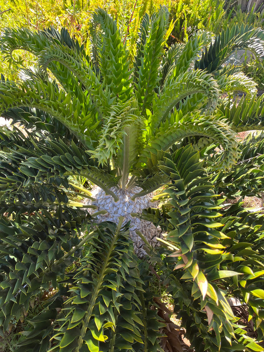 Encephalartos latifrons (Albany Cycad) – 5 Seeds – 2026 Harvest