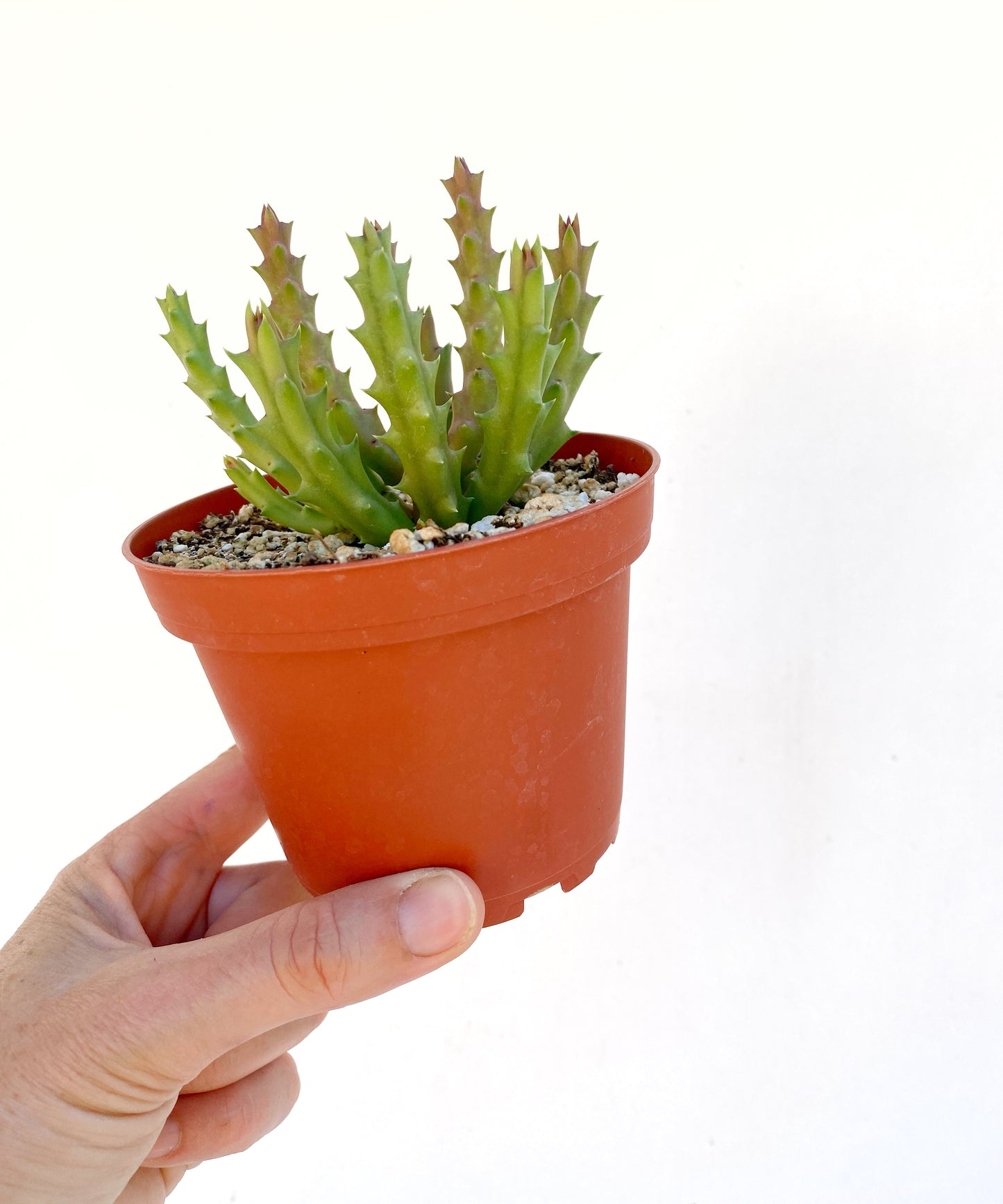 Stapelia variegata (Starfish Flower) – 100 Seeds