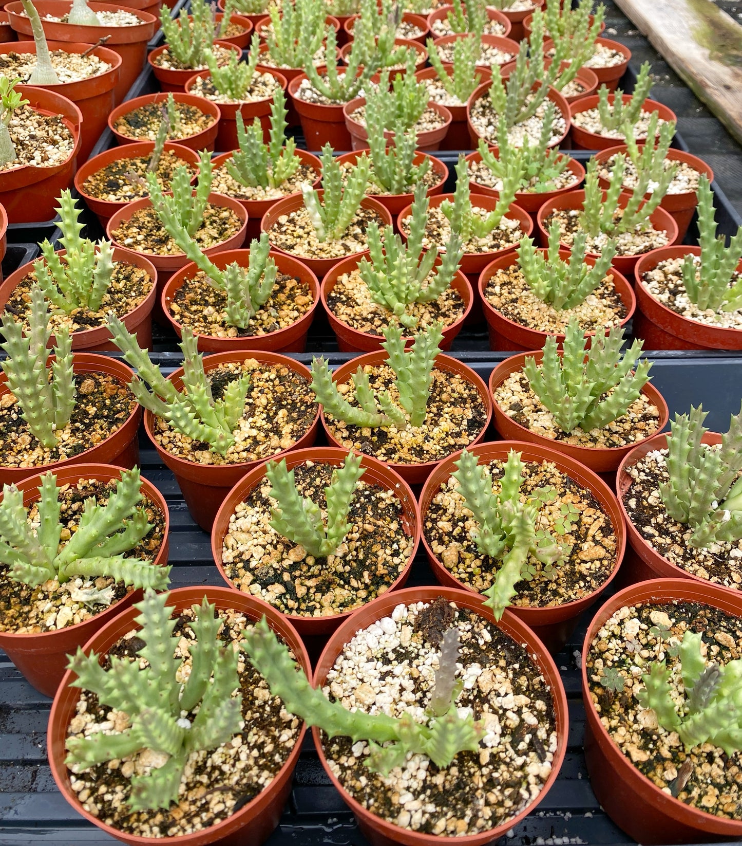 Stapelia variegata (Starfish Flower) – 100 Seeds