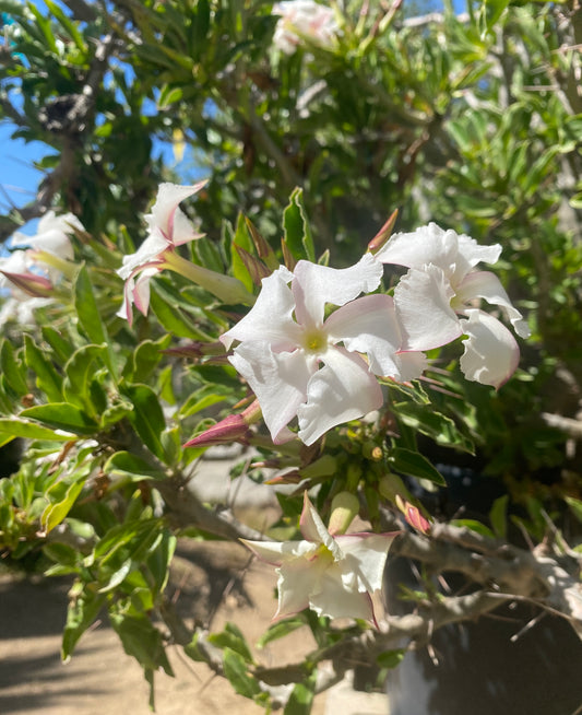 Pachypodium lealii subsp. saundersii (Kudu Lily) - 50 Seeds