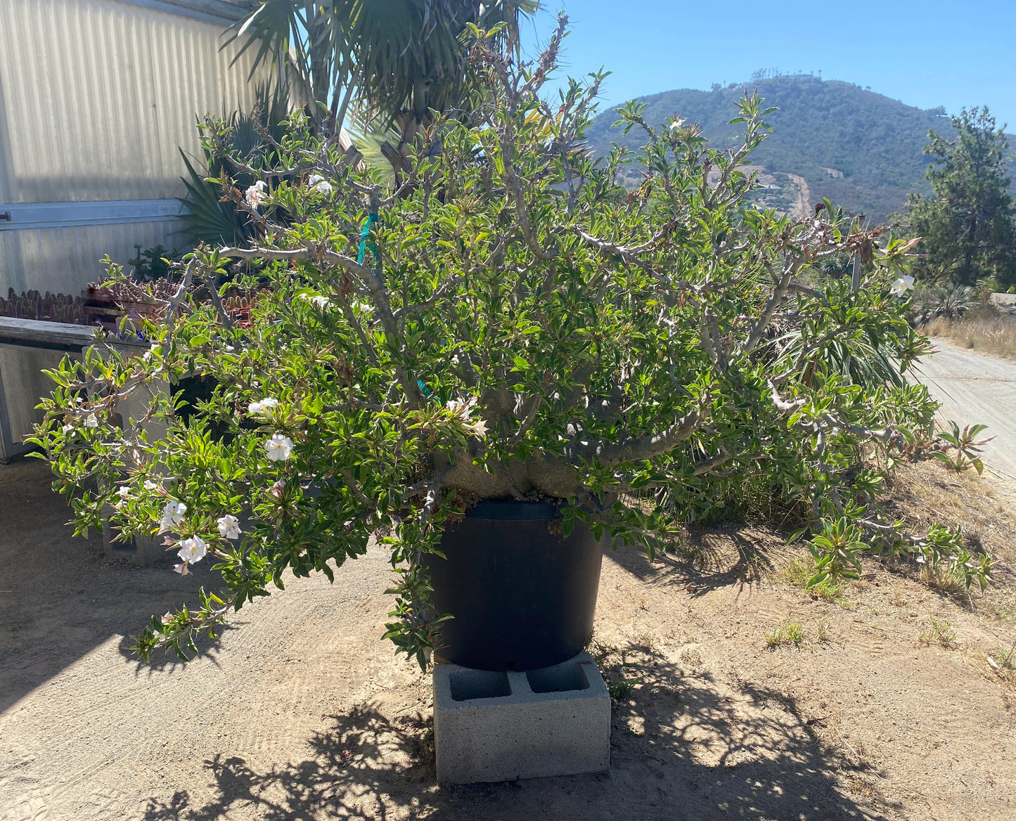 Pachypodium lealii subsp. saundersii (Kudu Lily) - 50 Seeds